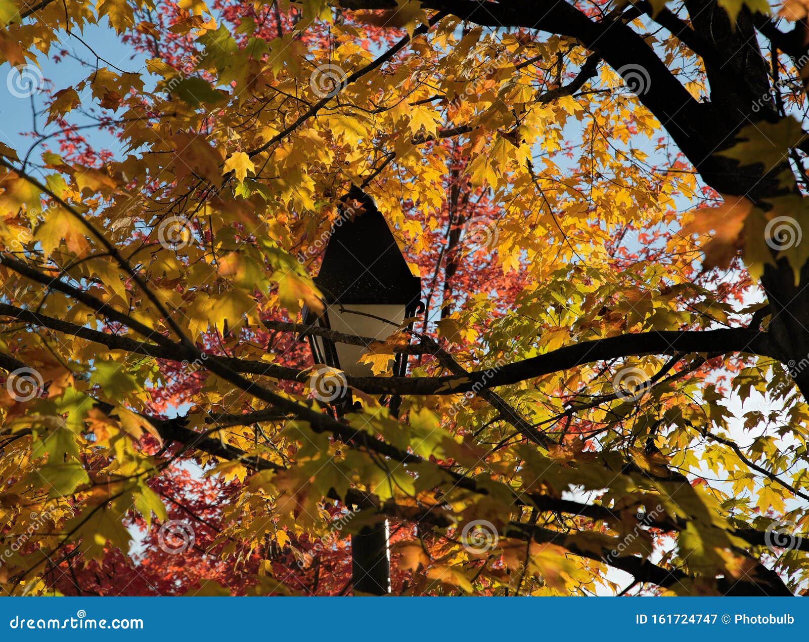 Lamppost Amidst Autumn Leaves in Upstate New York Stock Image - Image
