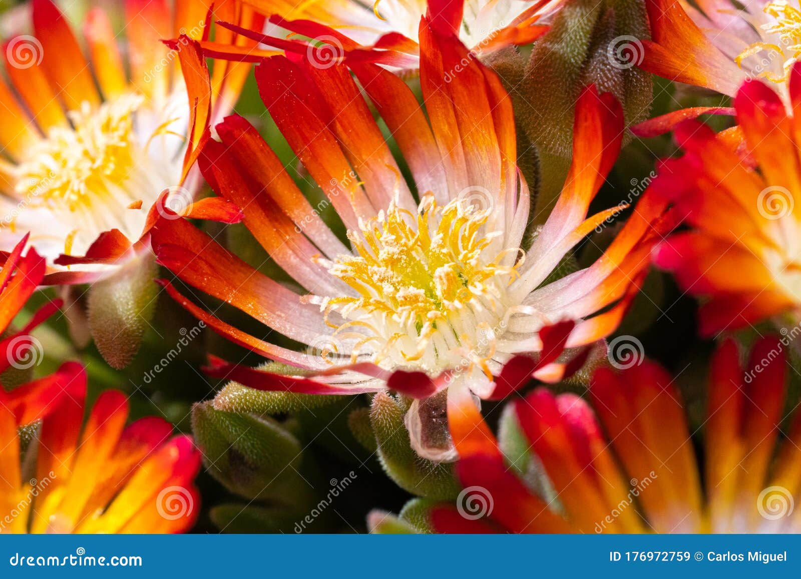 Lampranthus with Its Open Orange Flowers Full of Pollen Stock Image