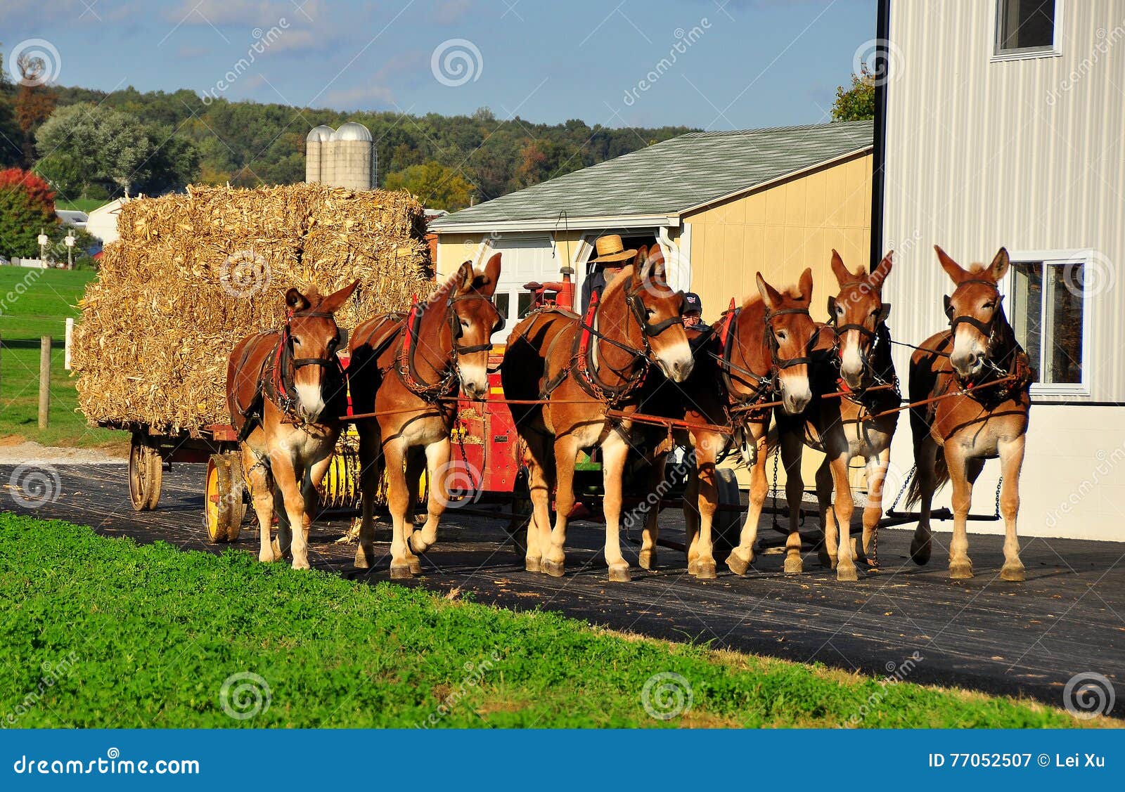 Lancaster County, PA: Amish Farmer With Donkeys Editorial Photography