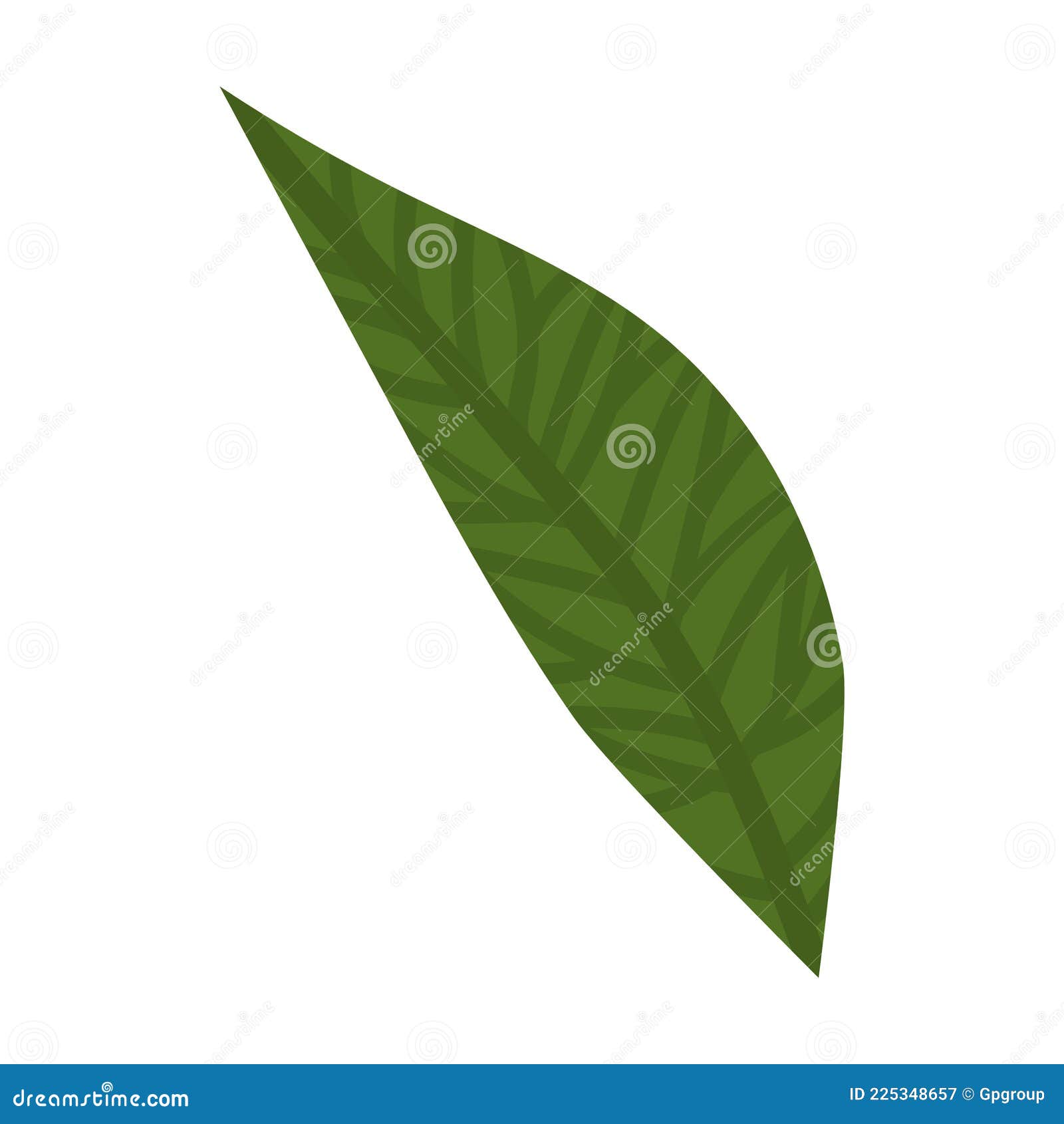 Lanceolate Leaf Illustration Stock Illustration - Illustration of