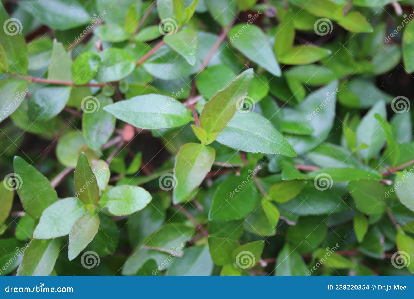 Lanceolate Leaves on Vine Plants Stock Photo - Image of fruit, light