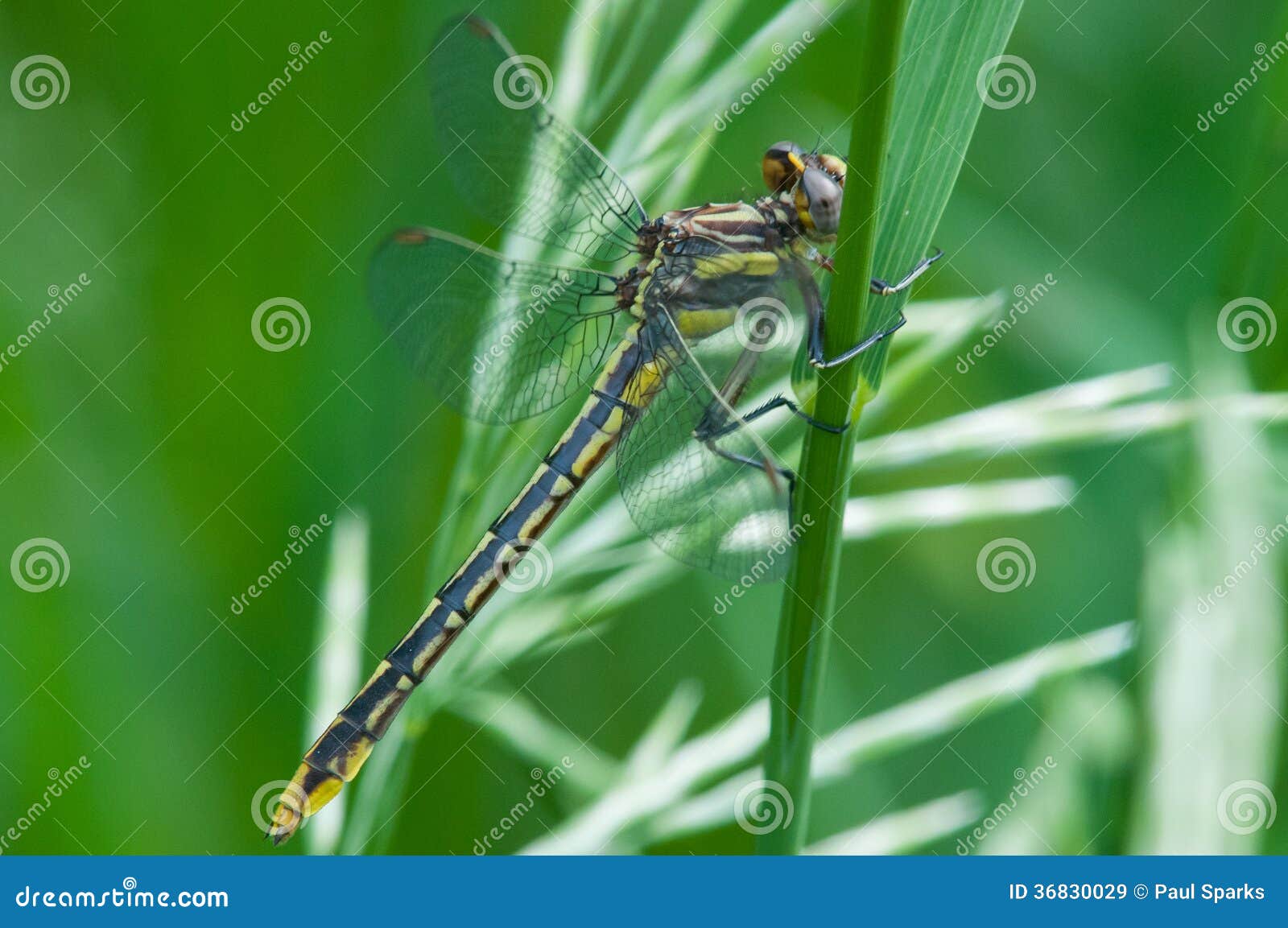 Lancet Clubtail stock image. Image of exilis, animal 36830029