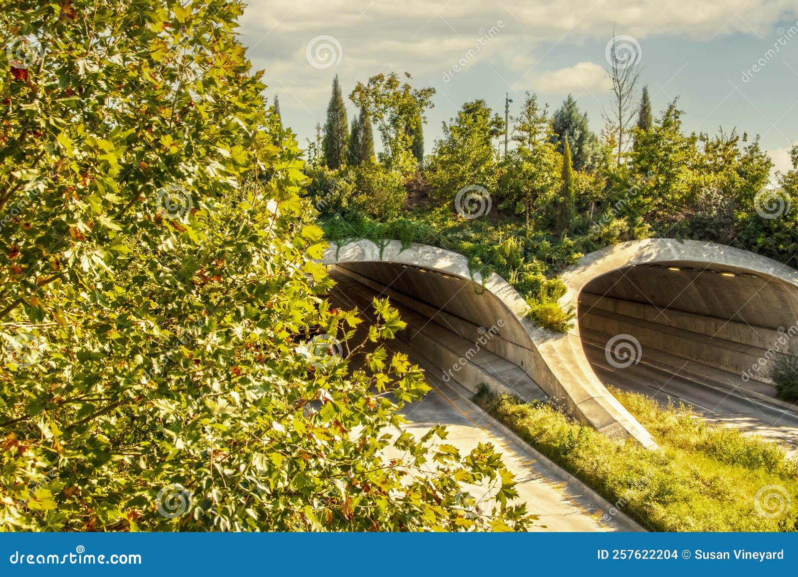Land Bridge Over Divided Highway with Trees and Vegetation Growing on