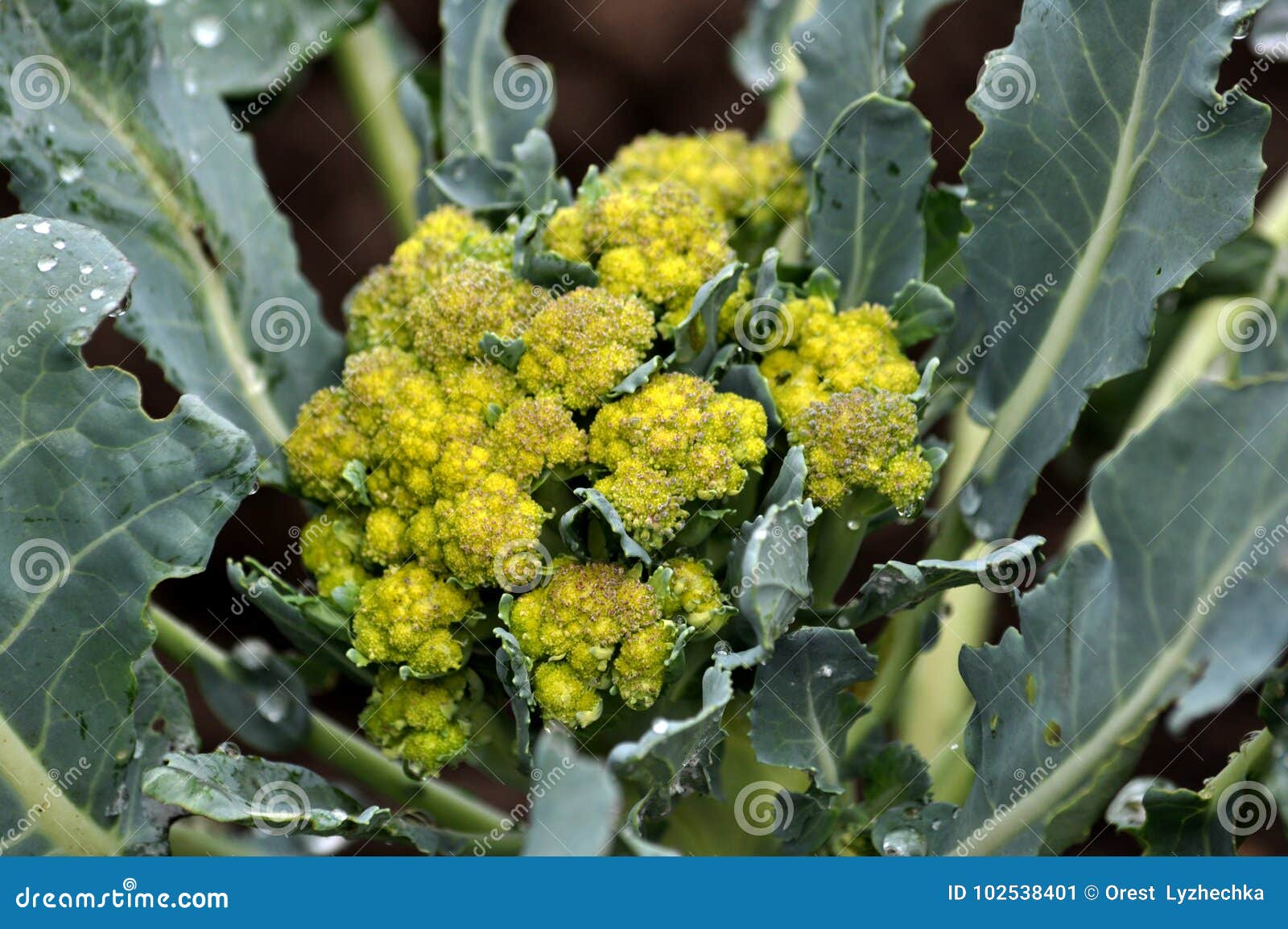 On the Ground Grow Cabbage Broccoli Stock Image Image of hybrids