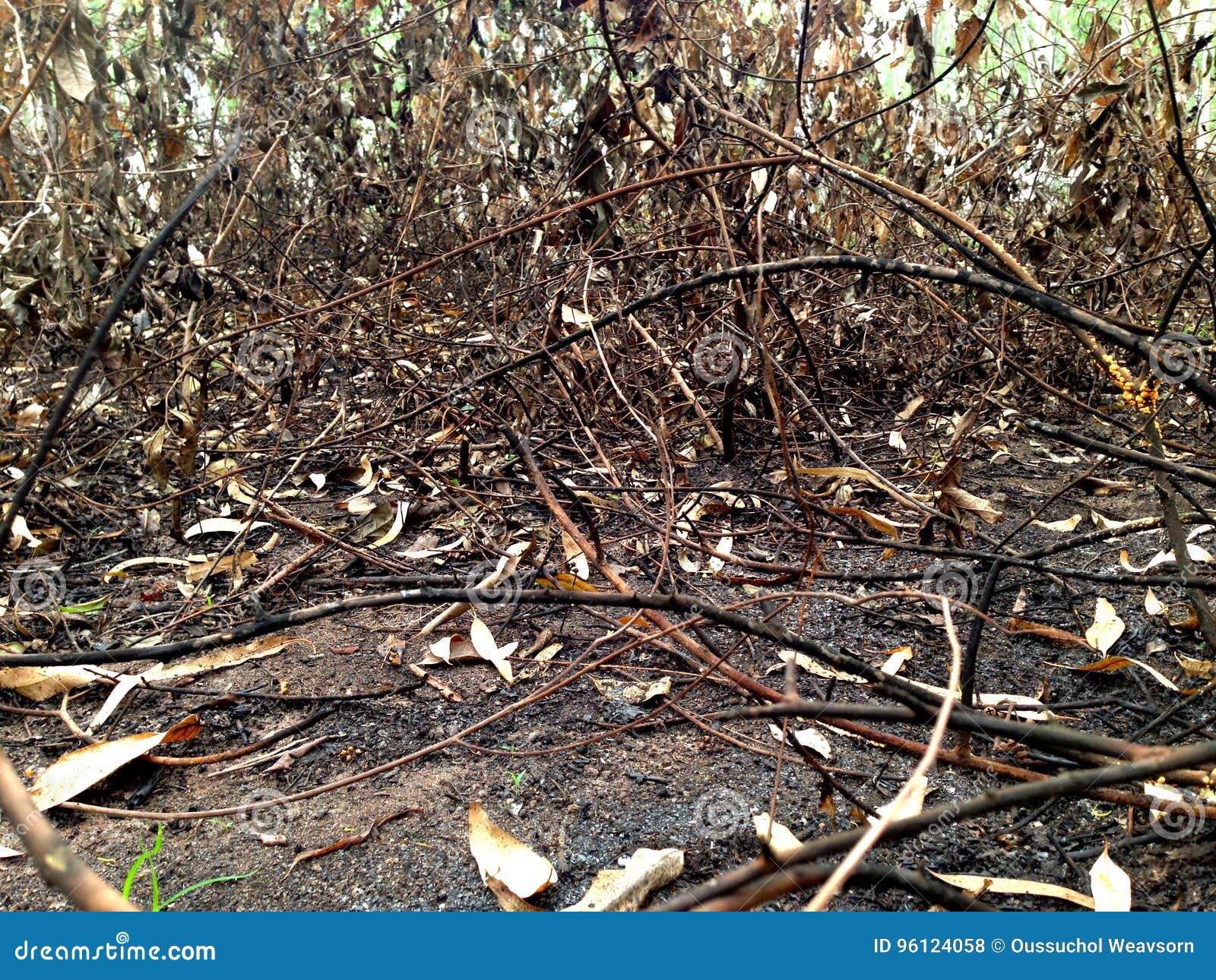 Land after a fire burnt stock photo. Image of damage 96124058
