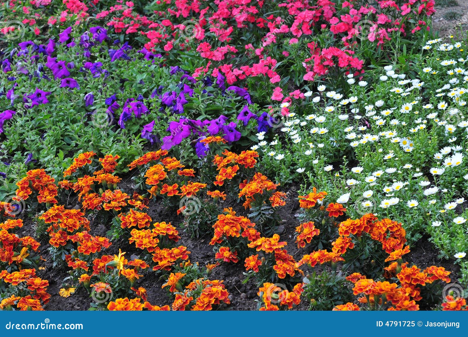 Land of flowers sea stock image. Image of park, grassland 4791725