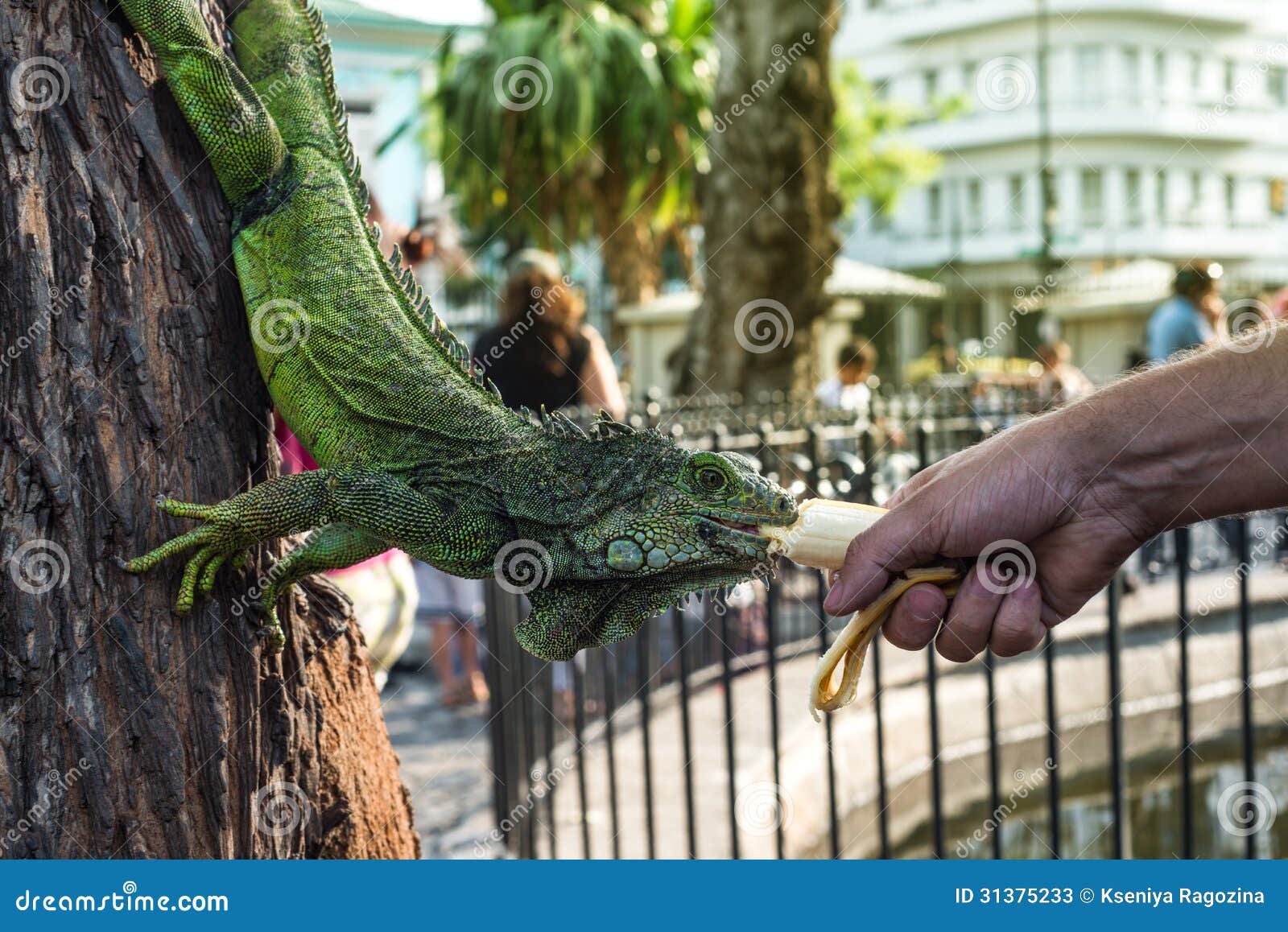 land iguana in bolivar park, guayaquil, ecuador