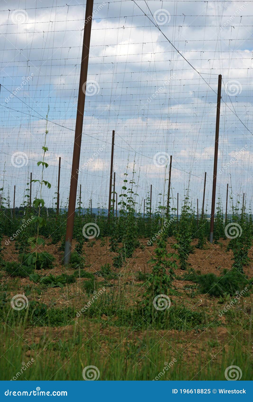 land plot with plantings and metal vineyard posts