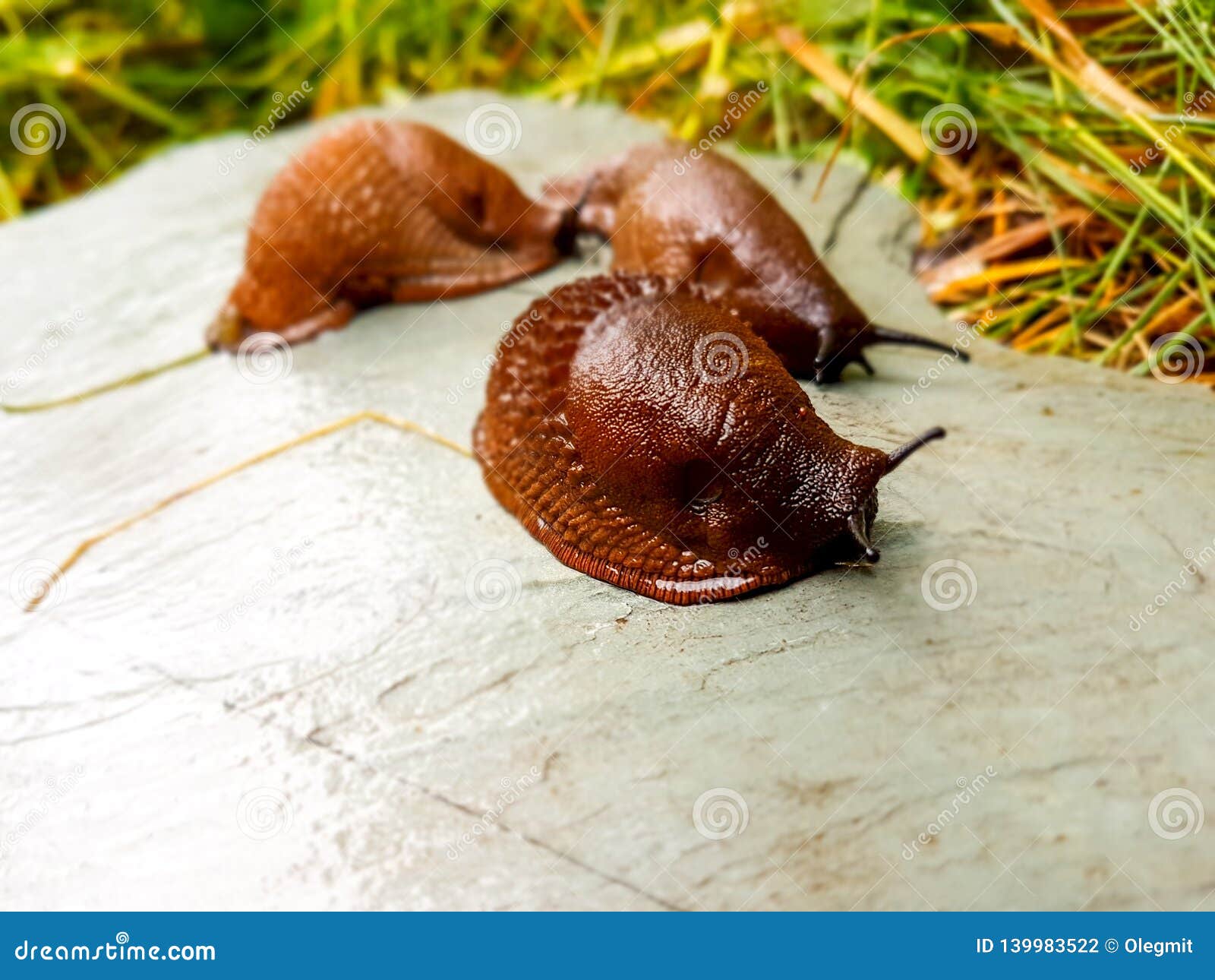 Two Land Slugs Eating White Mushroom Russula, Very Common An Edible