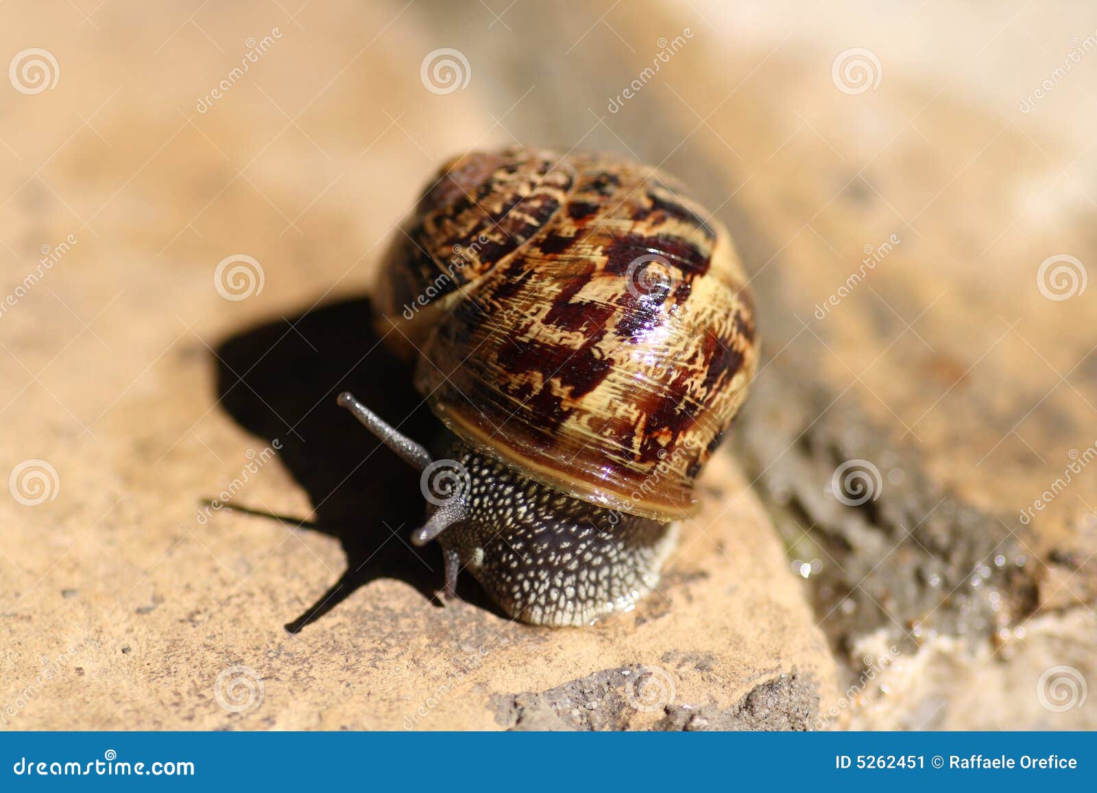 Land Snail Is One Of Snail Species That Live On Land, As Opposed To Sea Snails And Freshwater
