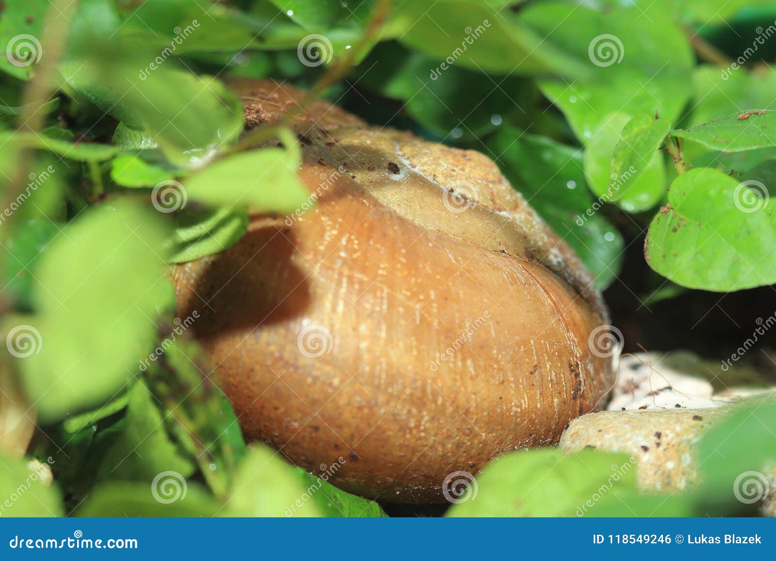 land snail - hemiplecta distincta