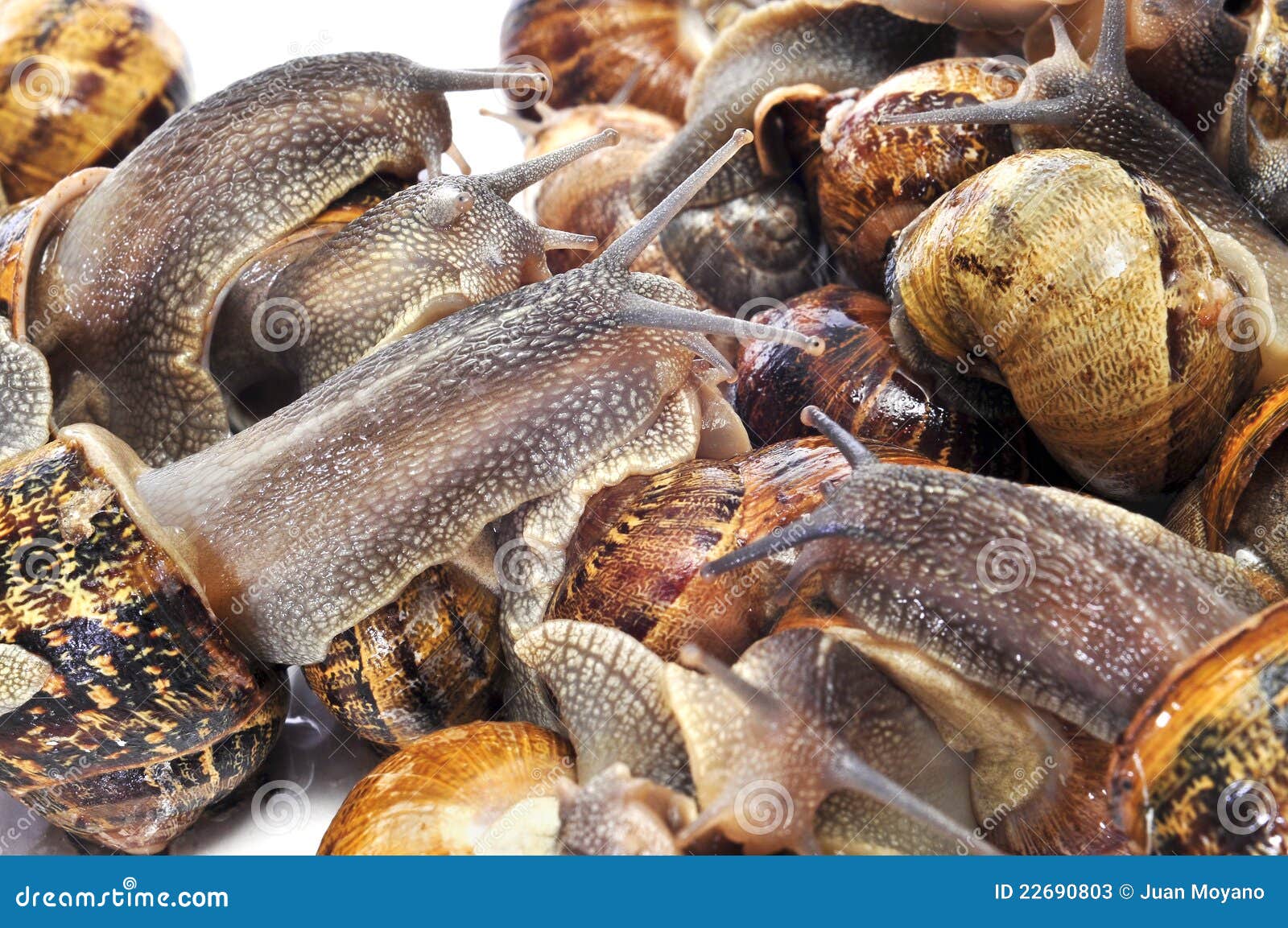Land Snails Are The Largest And Most Important Series, And Most Of Them Live On Land. Royalty
