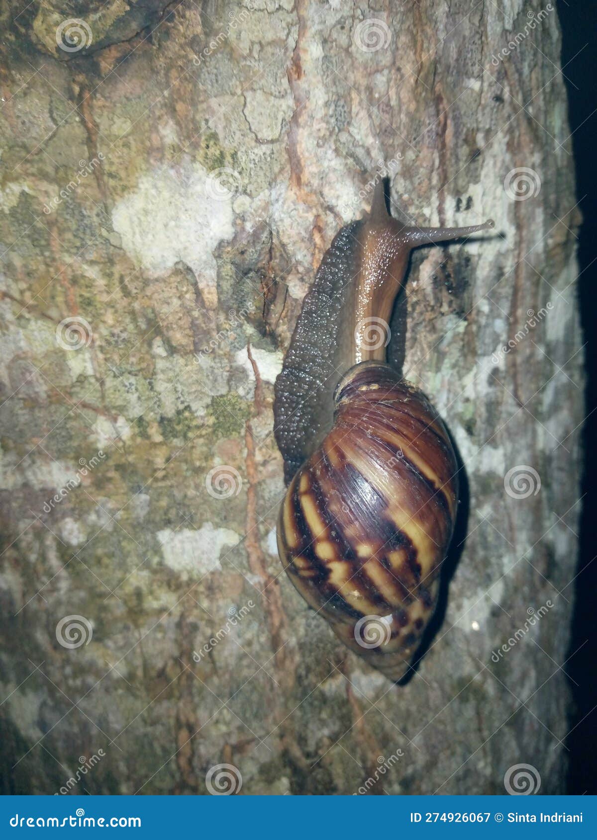 Land Snails are Crawling on the Trees at Night Stock Image Image of
