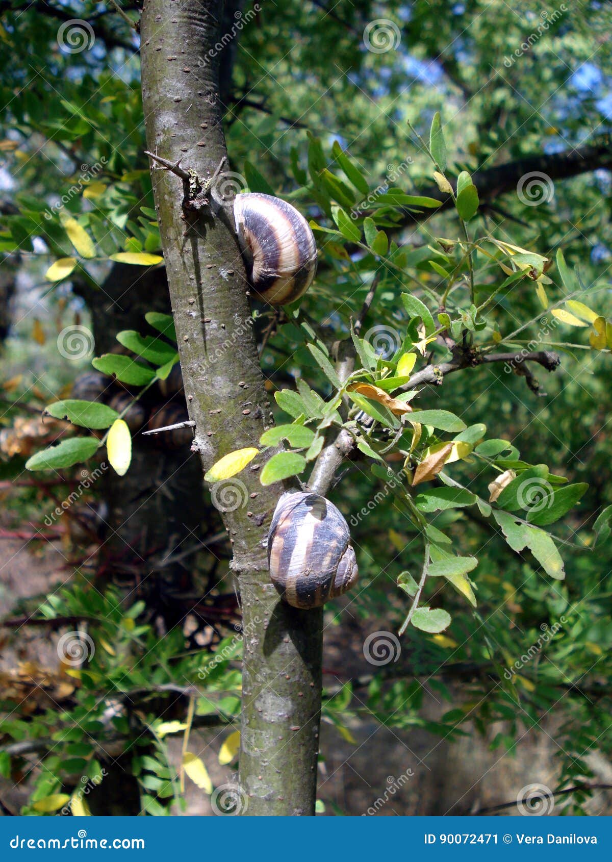 Land Snails Living in the Summer on Trees Stock Image Image of lichen, trees 90072471