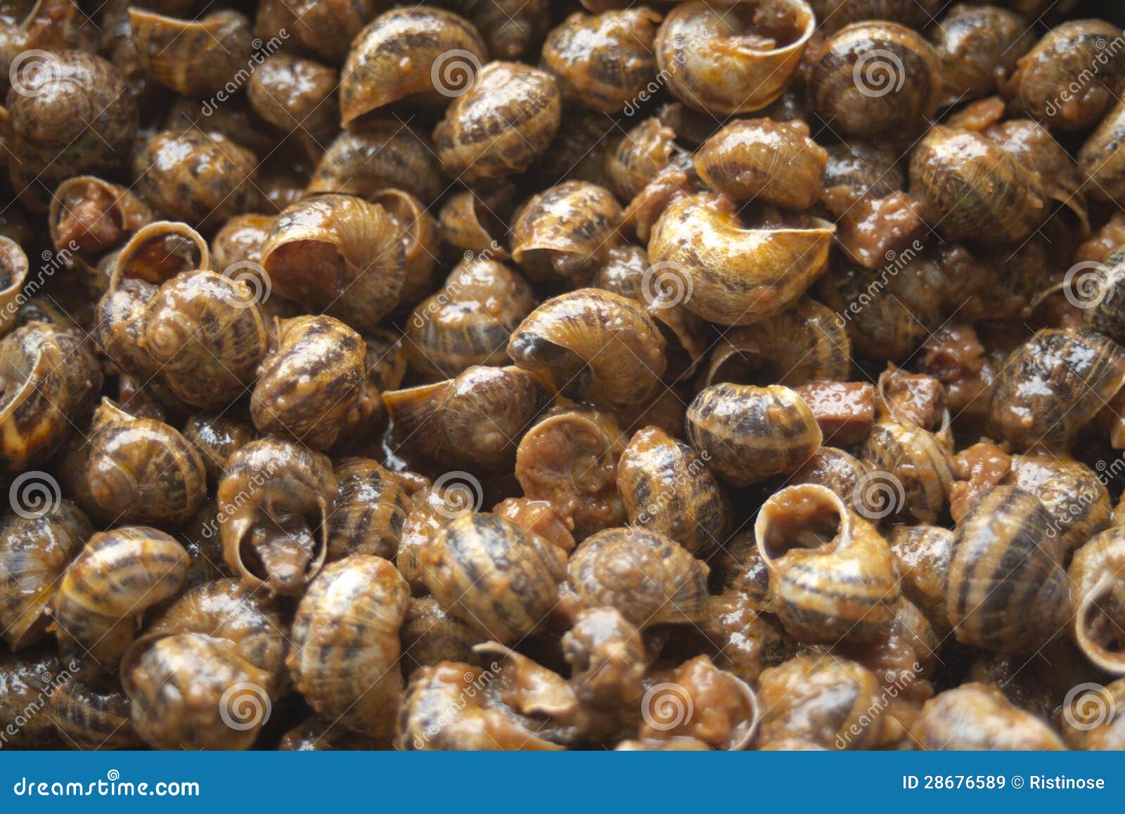 Land Snails Are The Largest And Most Important Series, And Most Of Them Live On Land. Royalty