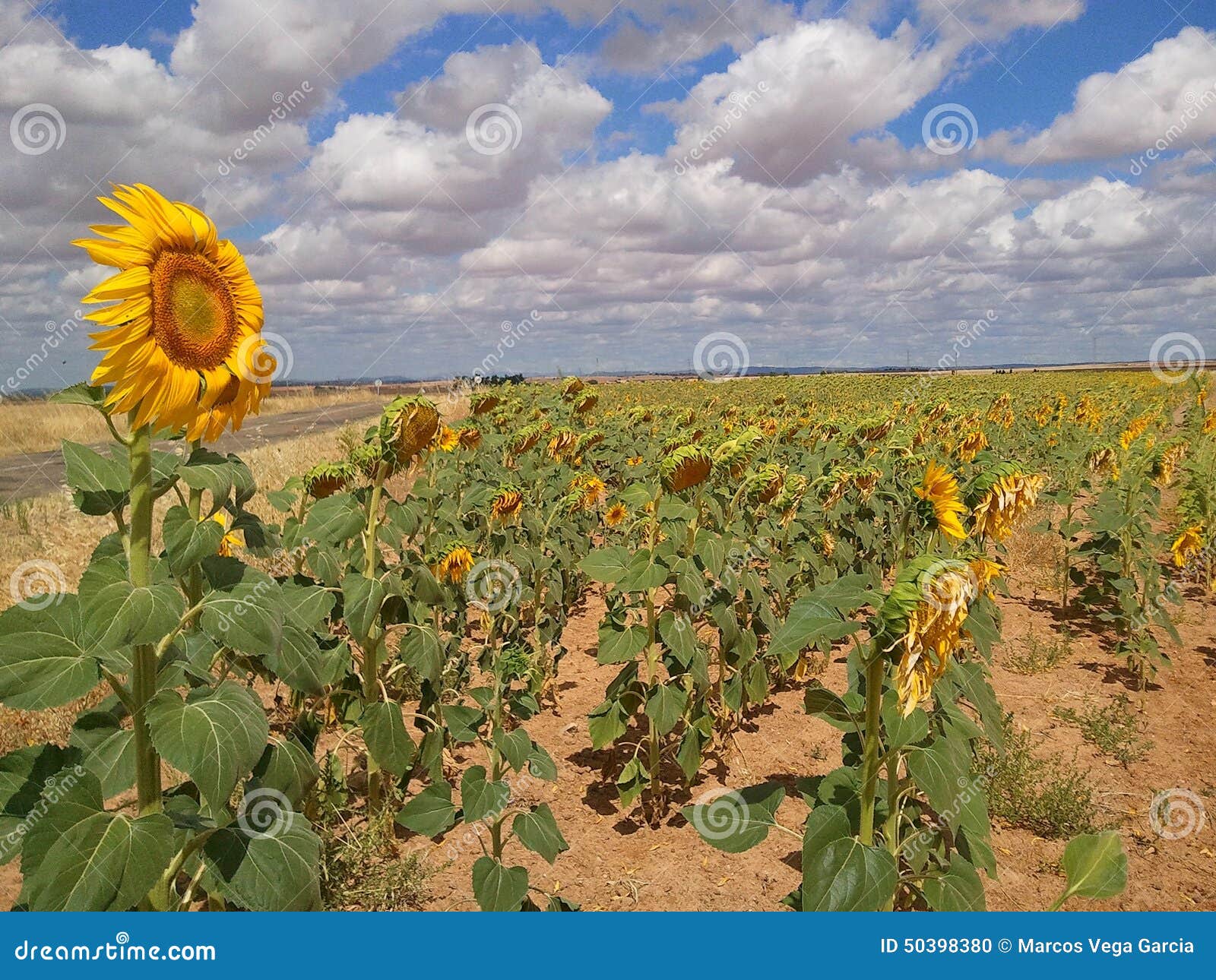 Land of sunflowers stock photo. Image of land, colours 50398380