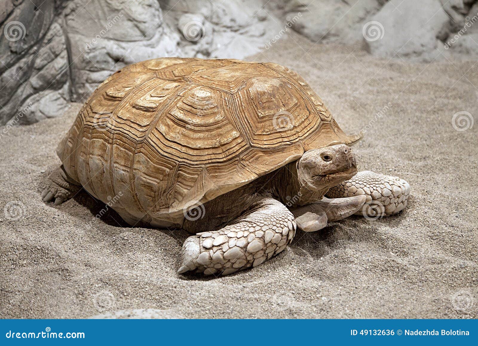 Land tortoise stock photo. Image of tortoise, zoology 49132636