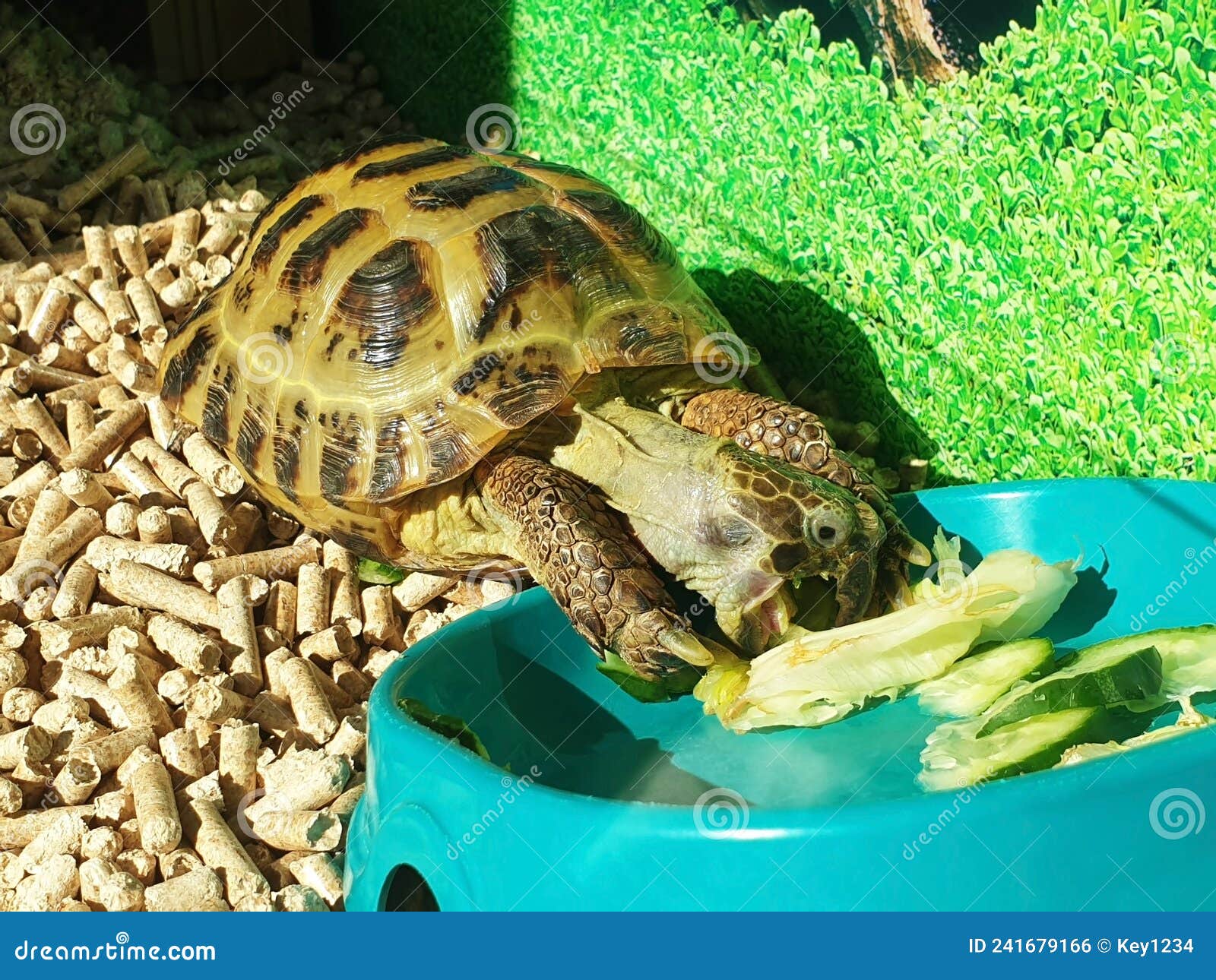 The Land Tortoise Turtle Eats Green Grass. Stock Photo Image of rural