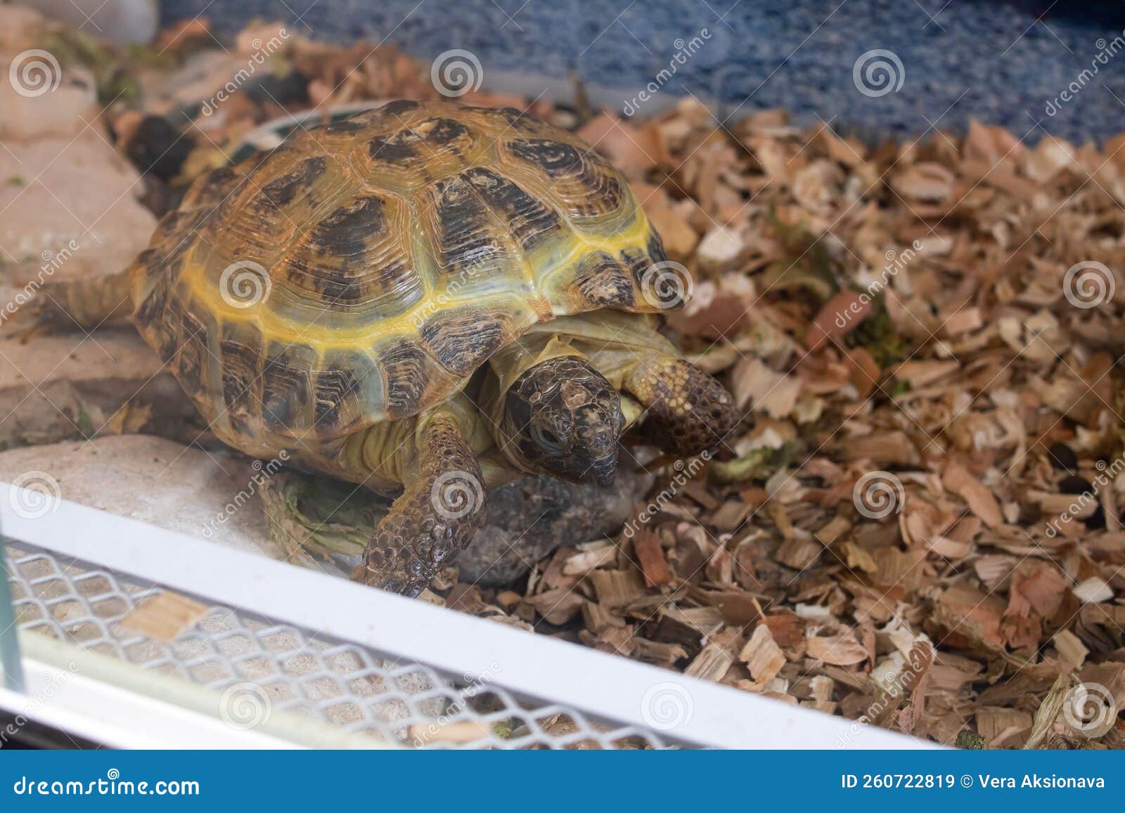 Land Turtle in the Aquarium on Sand Stock Image Image of nature