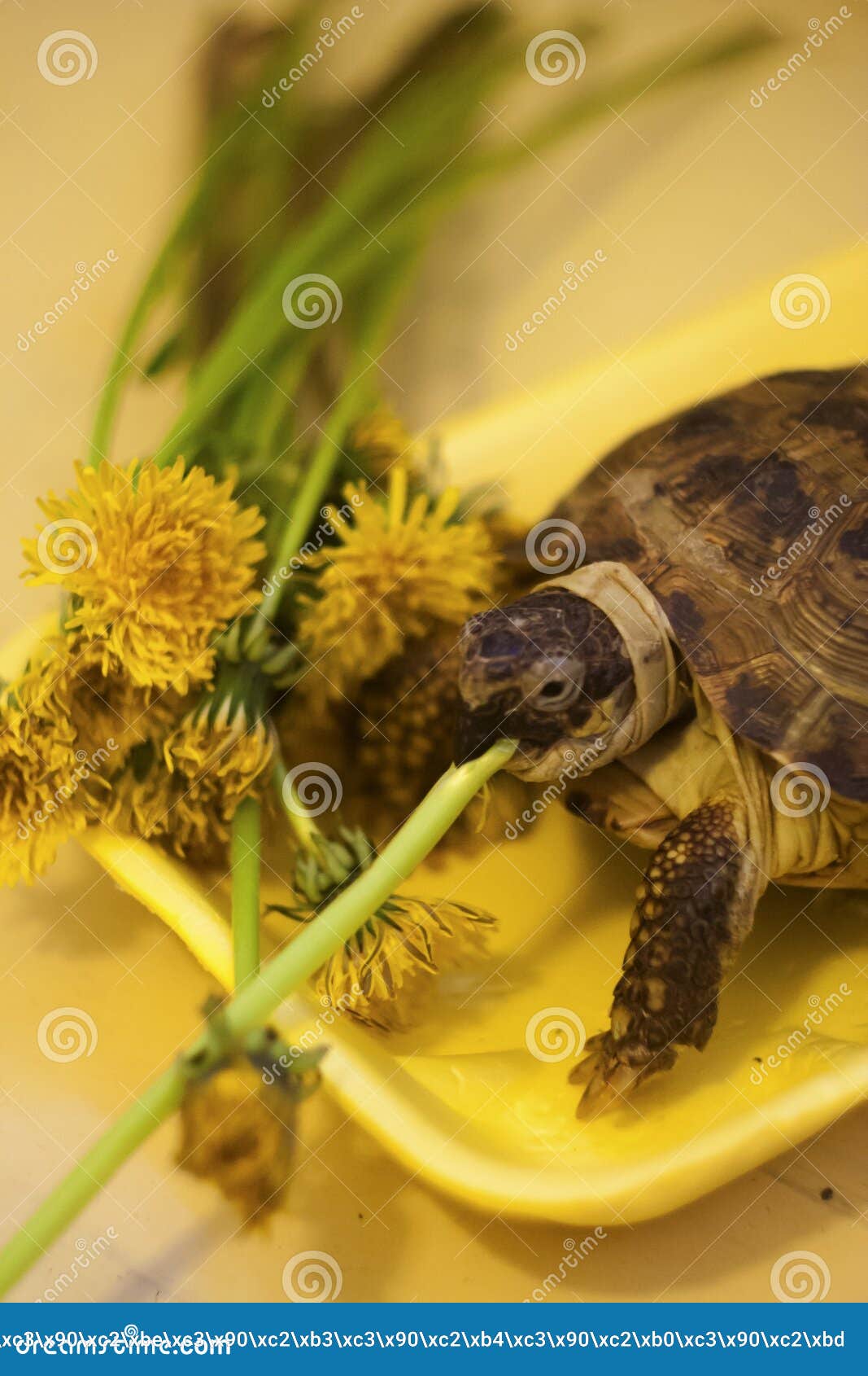 The Land Turtle Eats Yellow Flowers Stock Image Image of animal