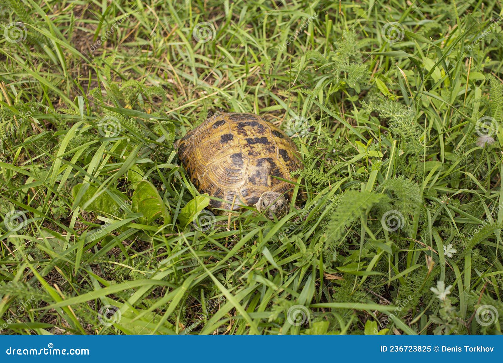 Land Turtle Hiding in the Grass from Predators Stock Image Image of