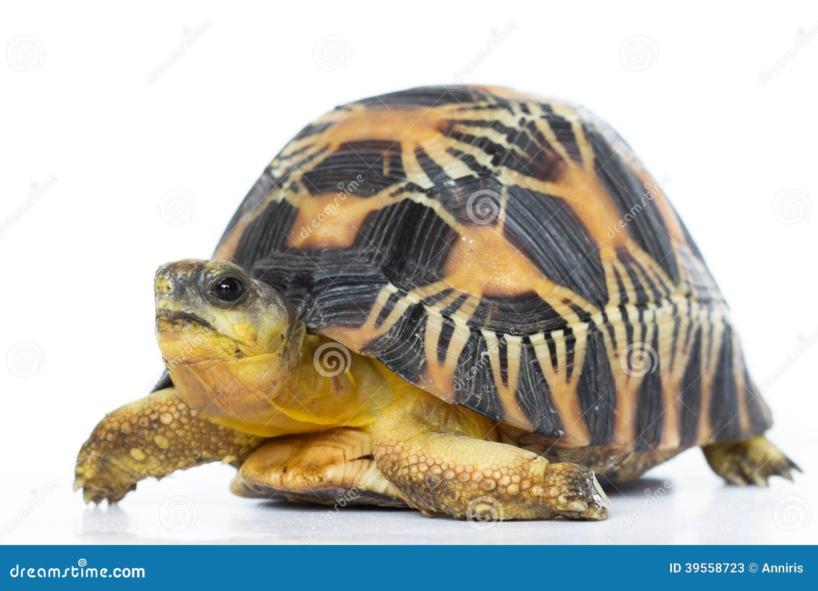 Land turtle stock image. Image of leathery, pets, land 39558723