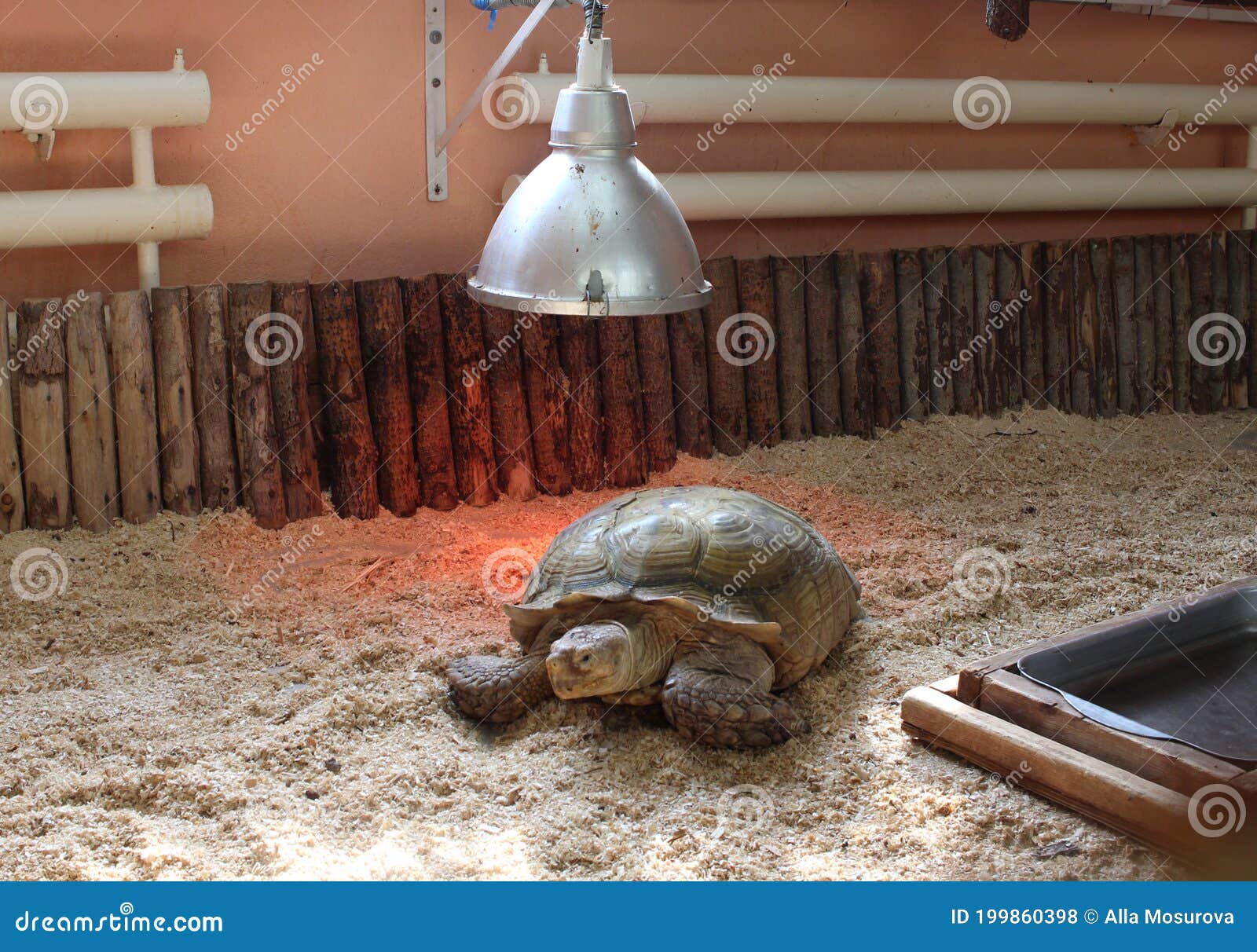Land Turtle in a Terrarium Basks Under a Lamp Stock Photo Image of