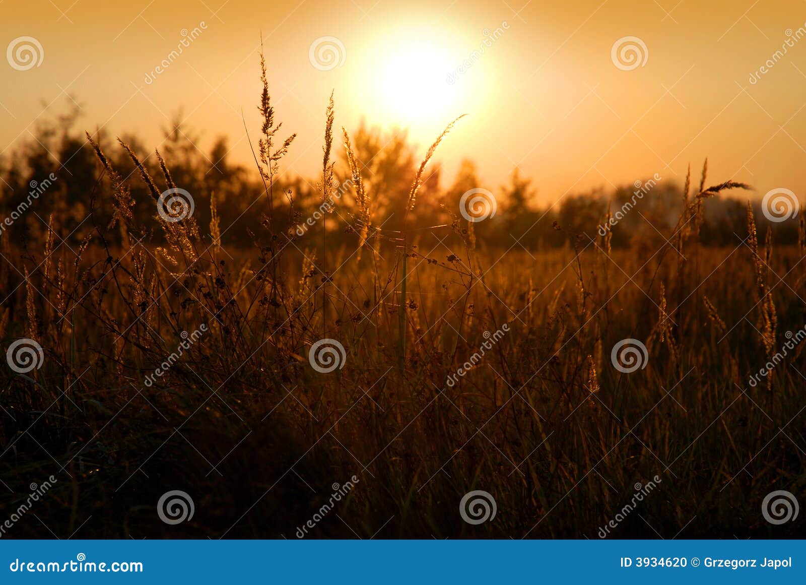 Landelijke scène - de zomerzonsondergang op weide