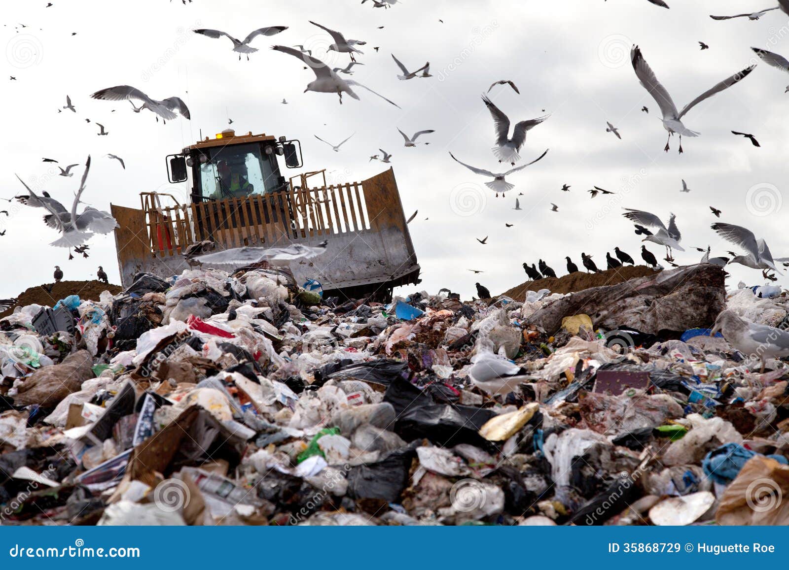 landfill with birds