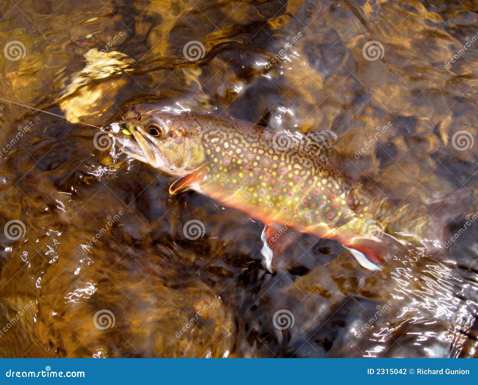 landing the brookie