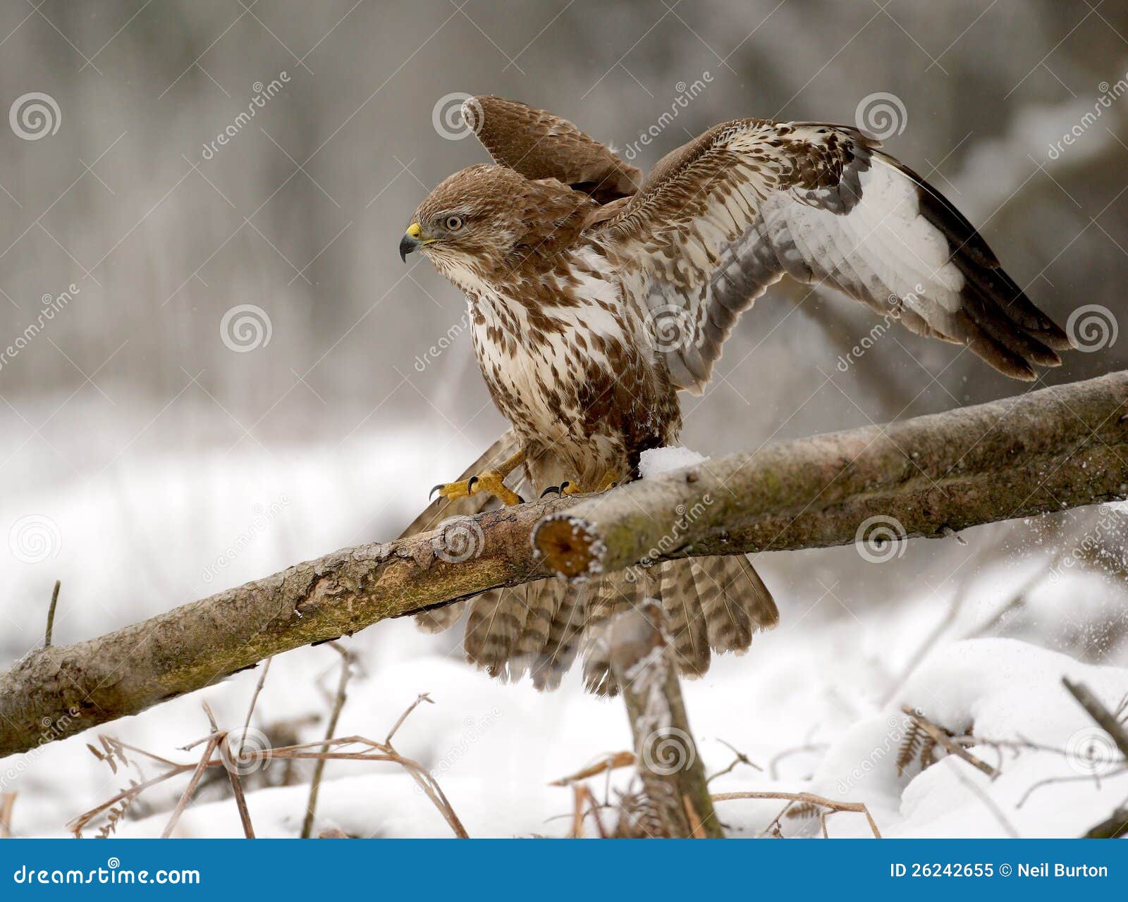 Landing buzzard stock image. Image of bussard, life, fence 26242655