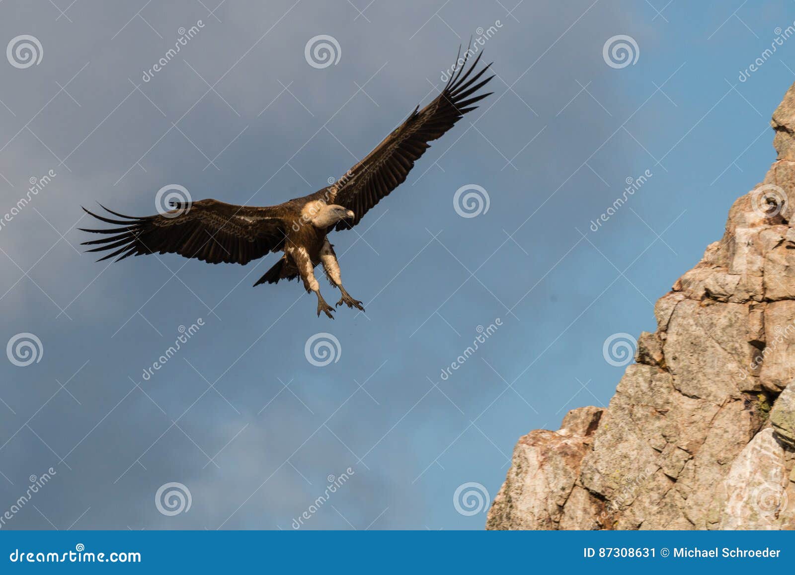 Landing Griffon Vulture in Flight Stock Image - Image of prey, spain ...