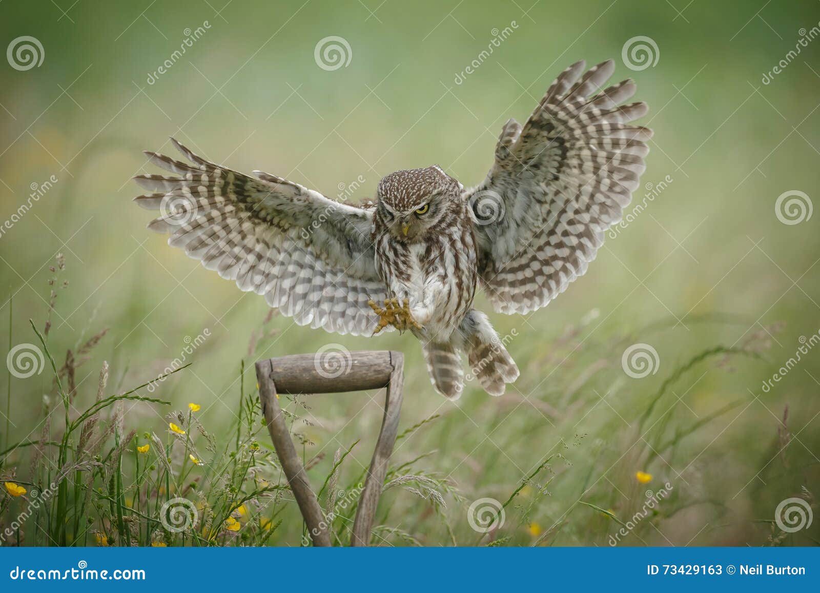 landing little owl