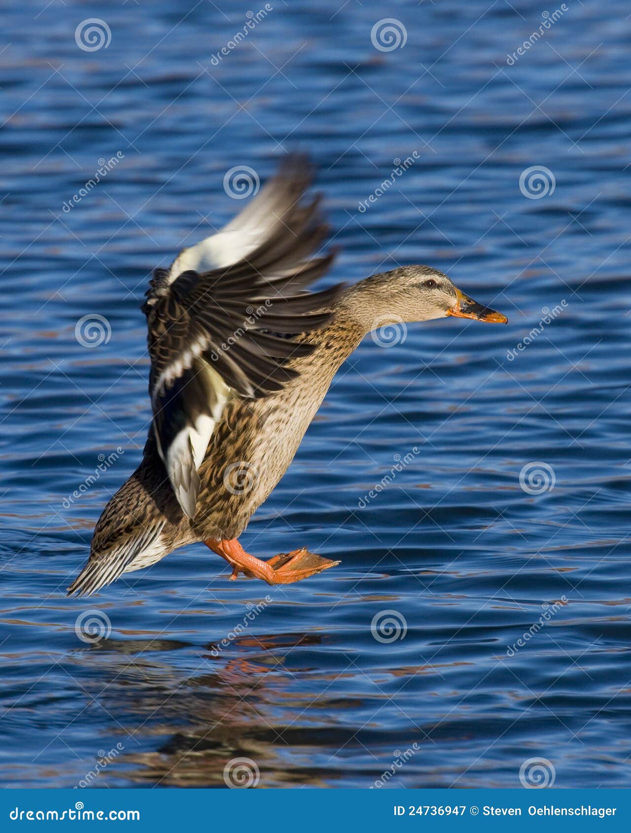 Landing Mallard Hen stock image. Image of decoy, waterfowl 24736947