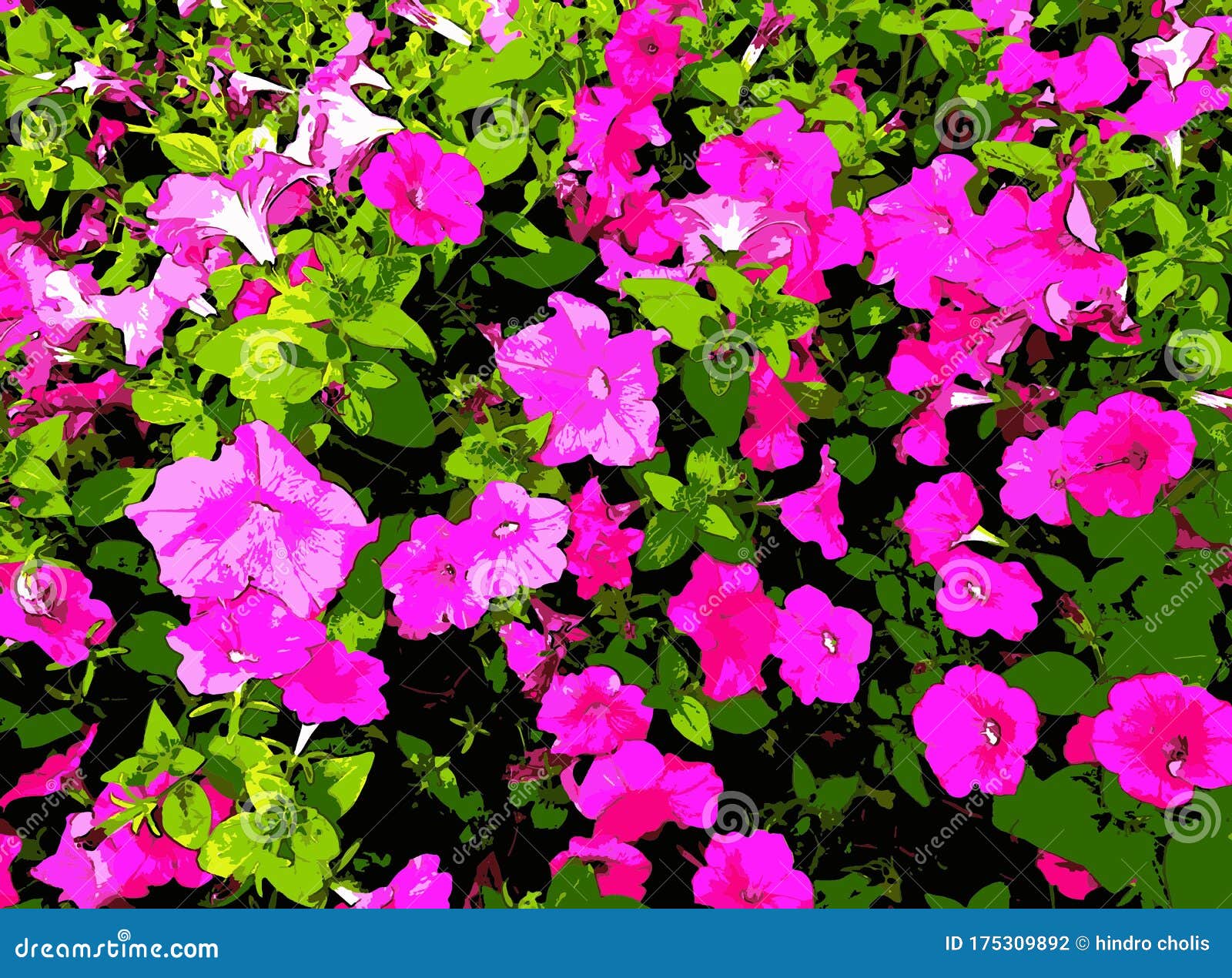 MIRABILIS JALAPA ROSE (BELLE DE NUIT). Stock Photo - Image of beauty,  background: 175309892