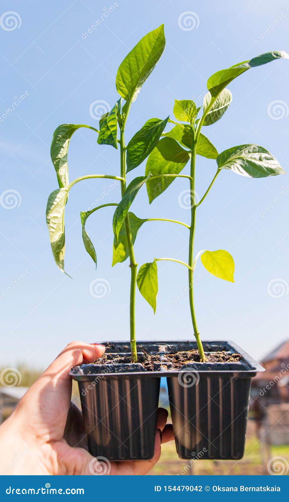 Landing a Young Sweet Pepper Stock Photo Image of young, earth 154479042