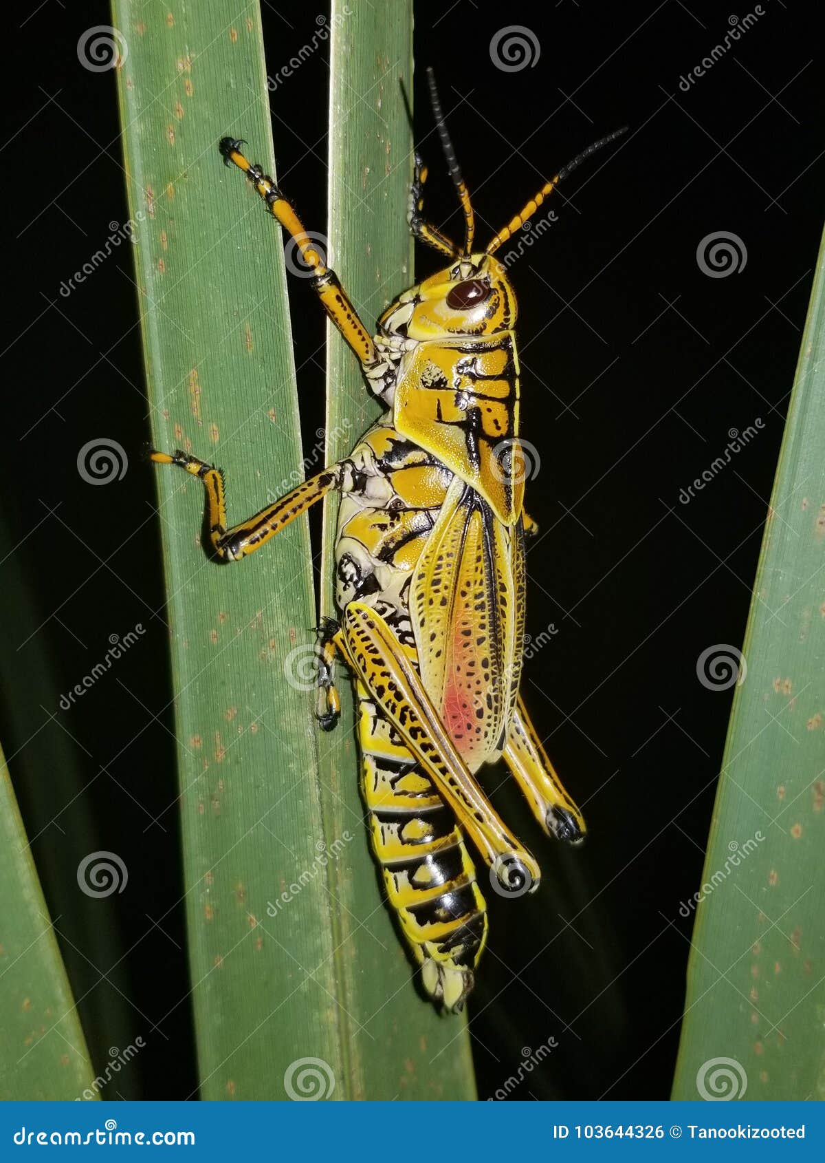 Landlubber stock foto. Image of lubber, sprinkhaan, florida 103644326