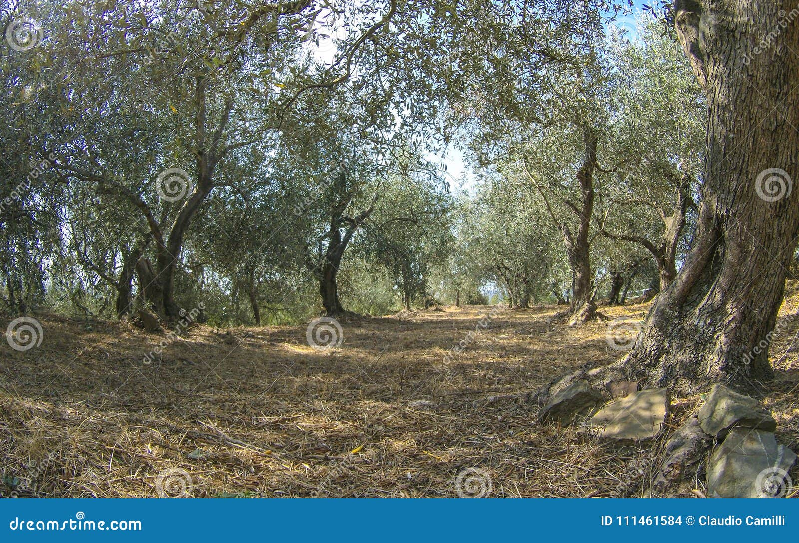 landsacape of ligurian olive trees