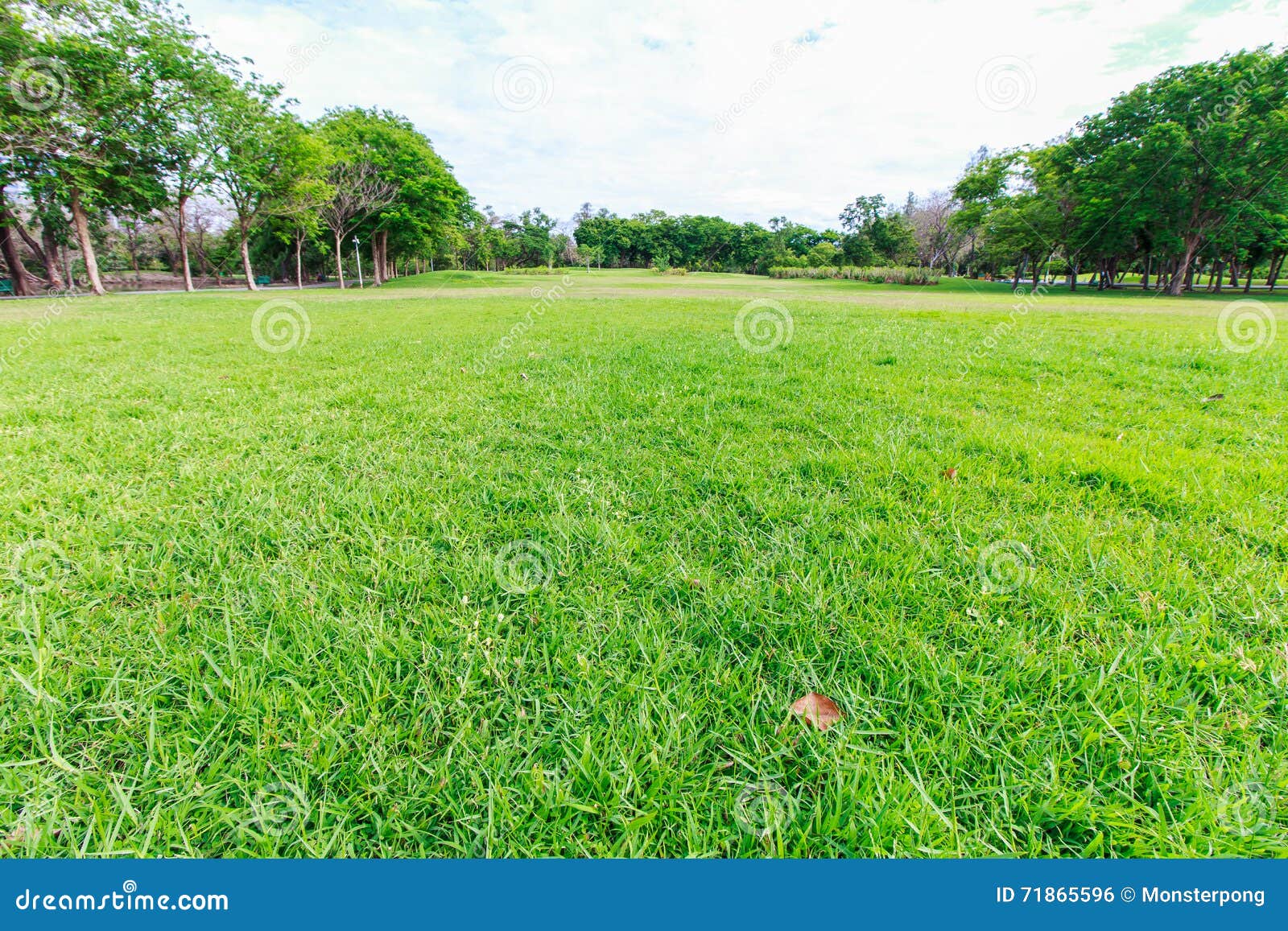 the landscap park and grass in city