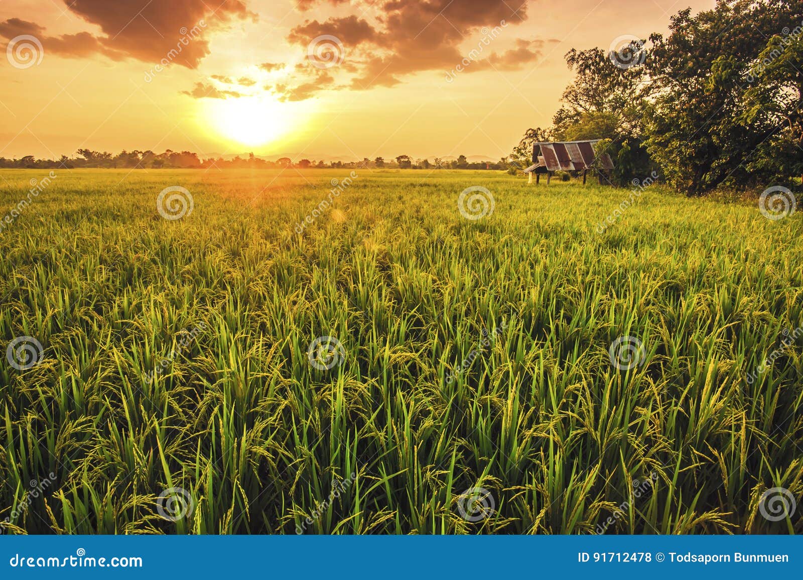 landscap of rice field and sun set