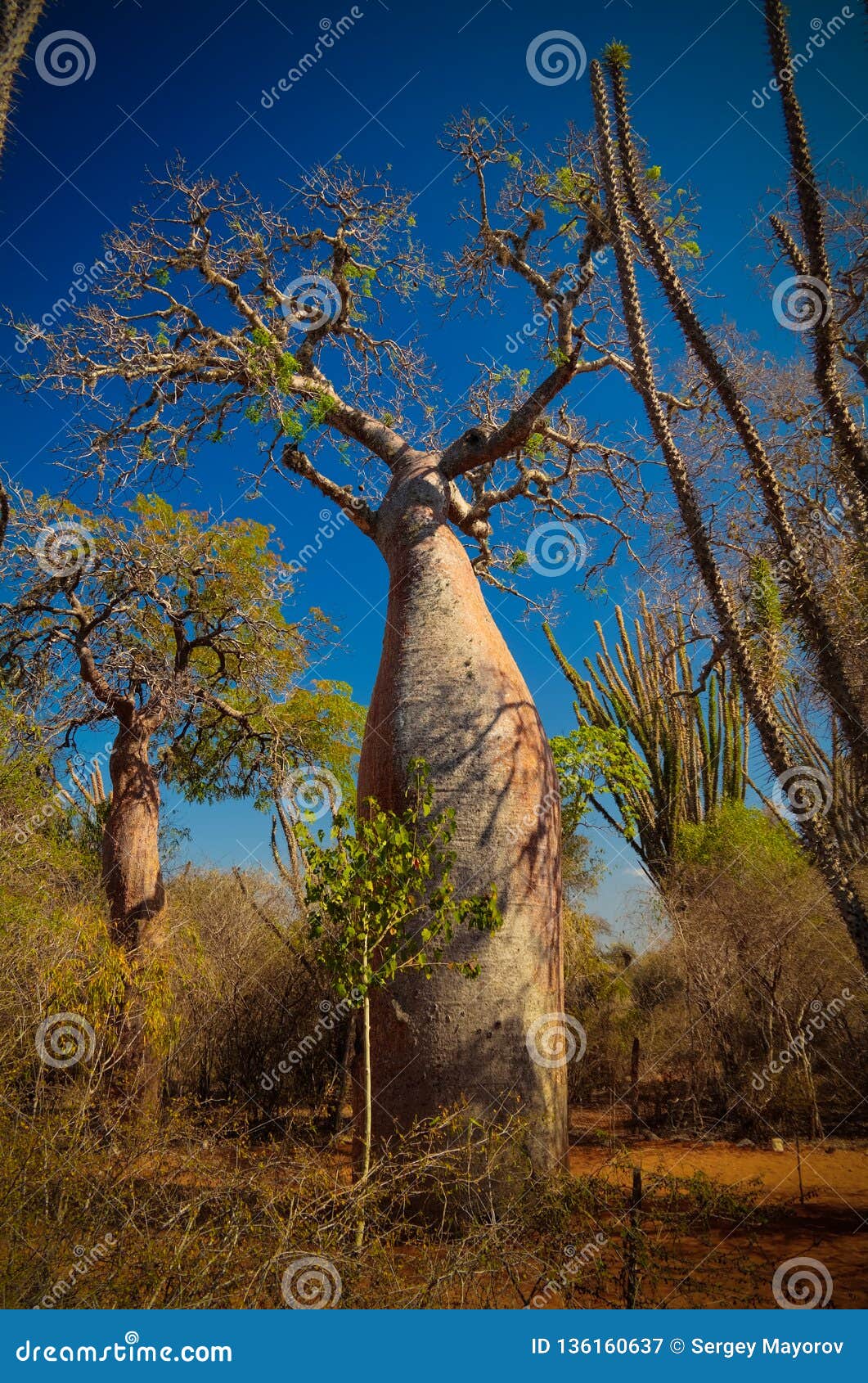 landscape with adansonia grandidieri baobab tree in reniala national park, toliara, madagascar