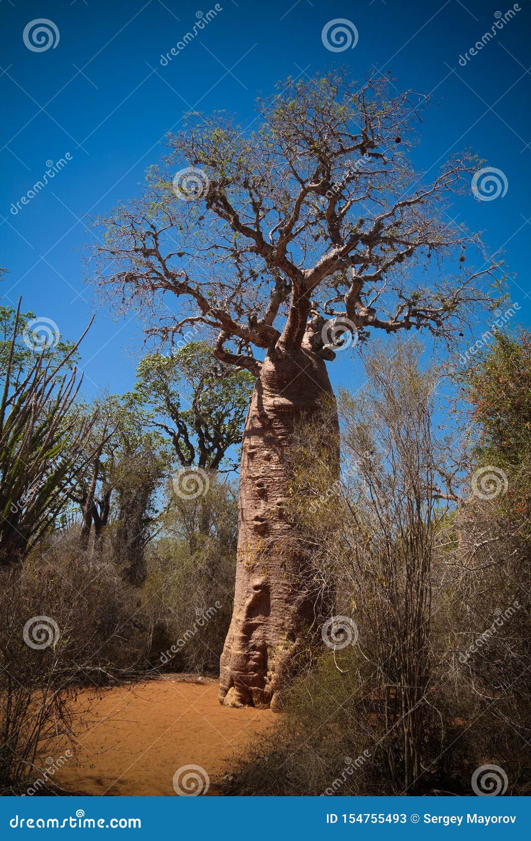 landscape with adansonia rubrostipa aka fony baobab tree in reniala reserve , toliara, madagascar