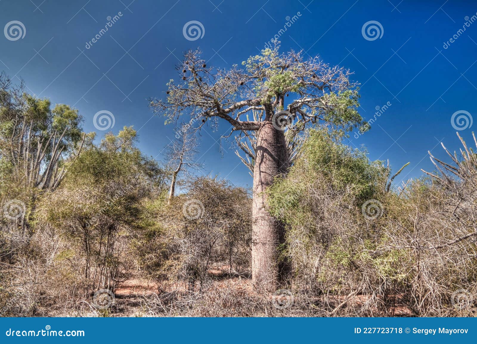 landscape with adansonia rubrostipa aka fony baobab tree in reniala reserve , toliara, madagascar