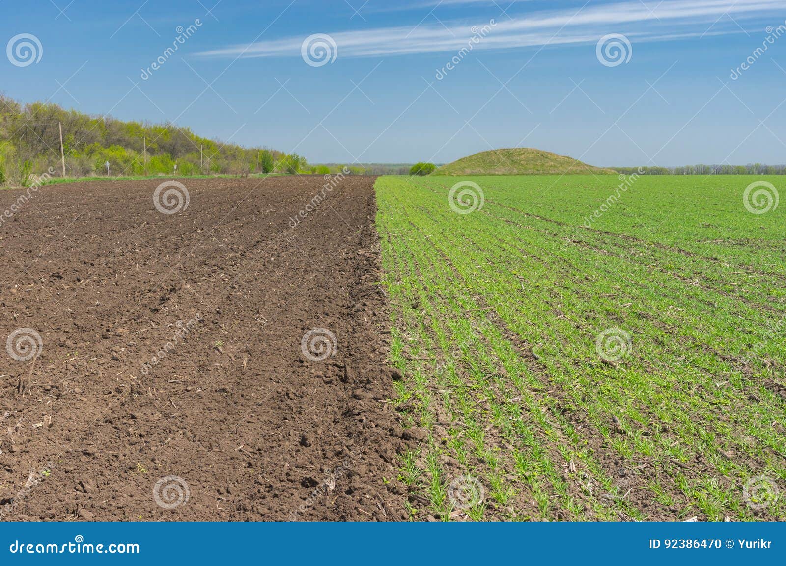 Landscape with an Agricultural Field Divided on Two Section Arable