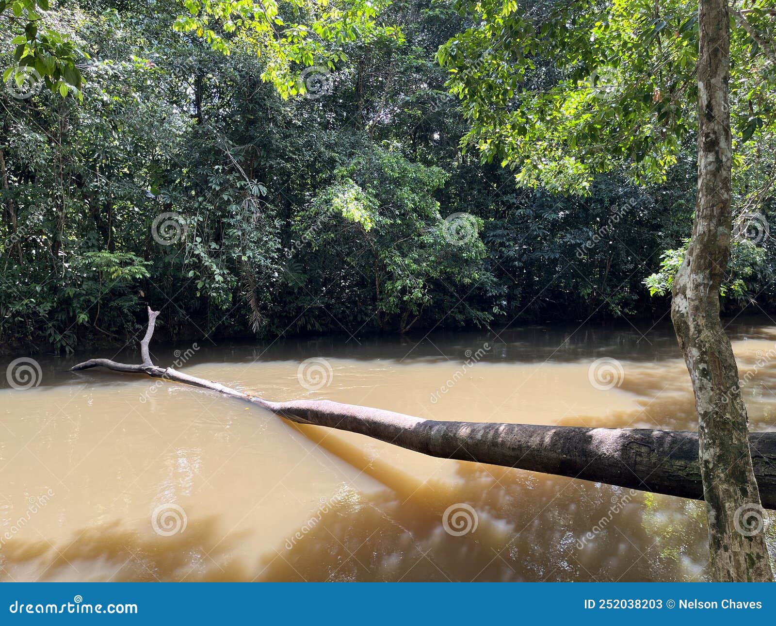 megadiverse region in the colombian amazon