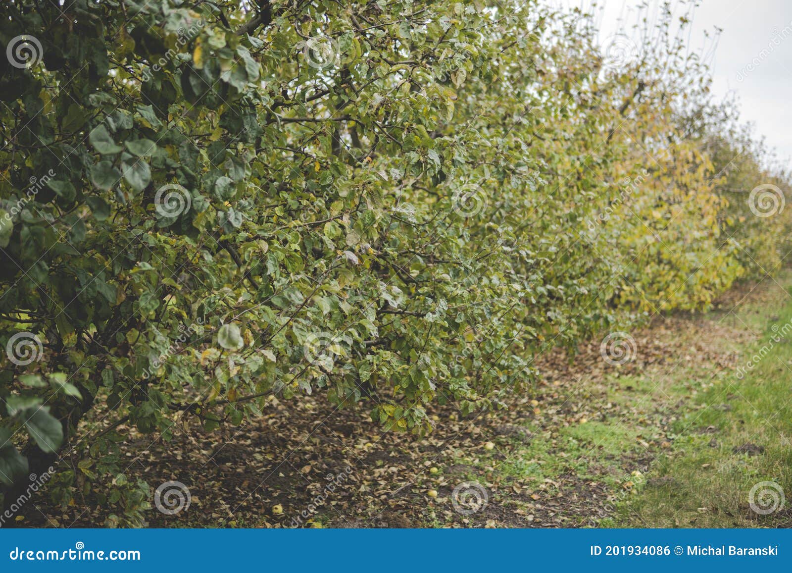 Landscape of an Apple Orchard during Fall Season Stock Photo Image of