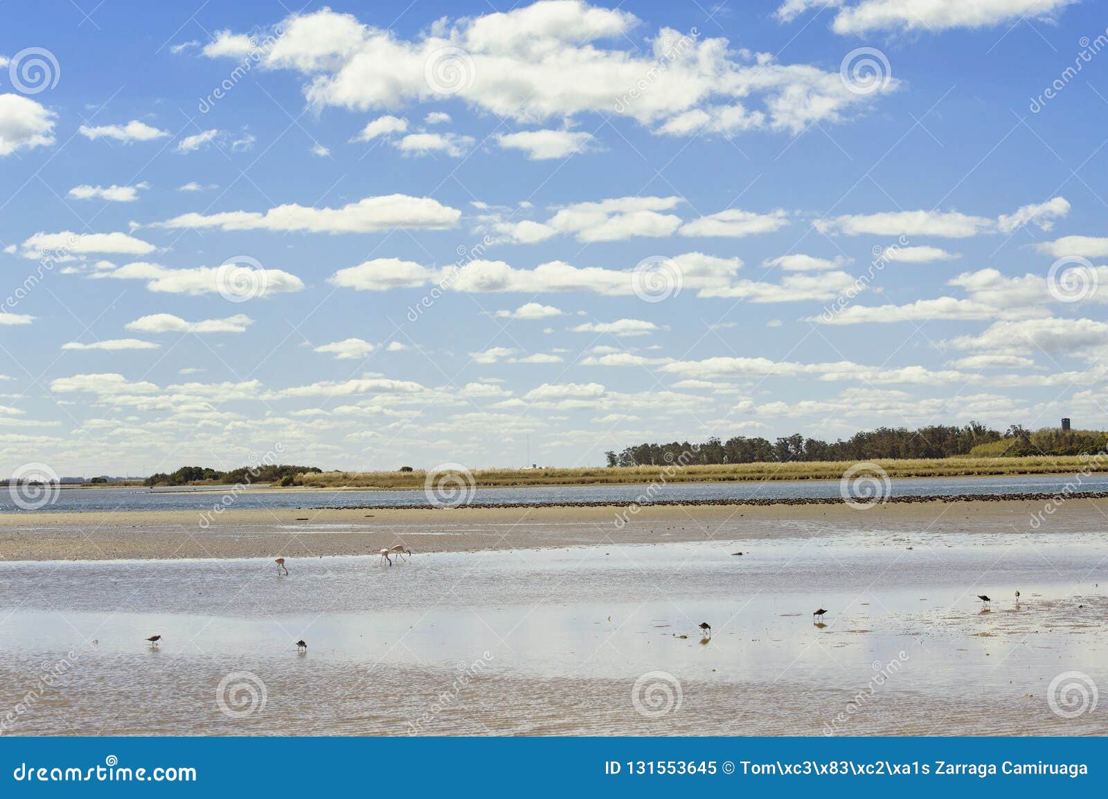 landscape aquatic birds in mar chiquita lagoon