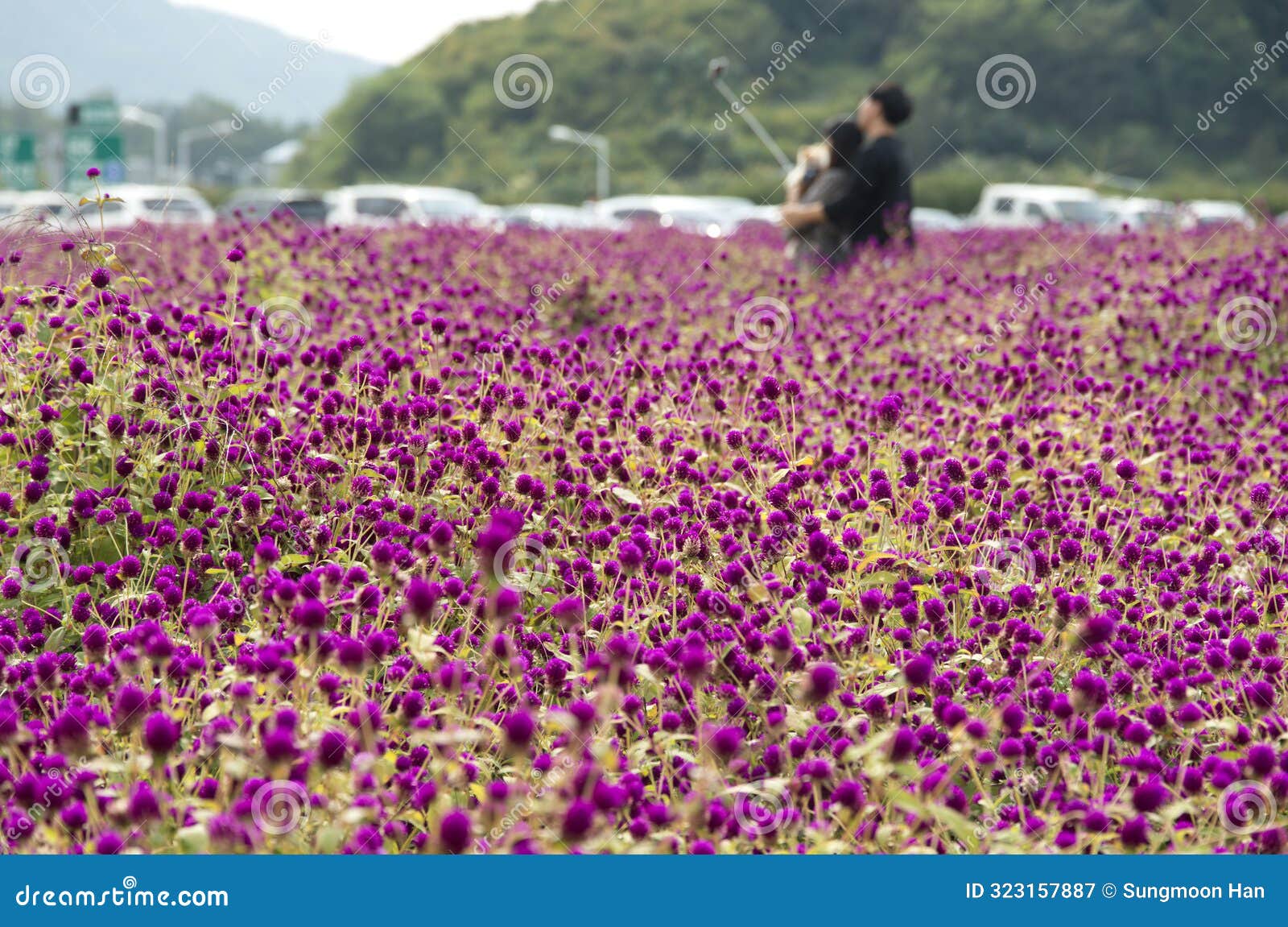 the field of globe amaranth flowers