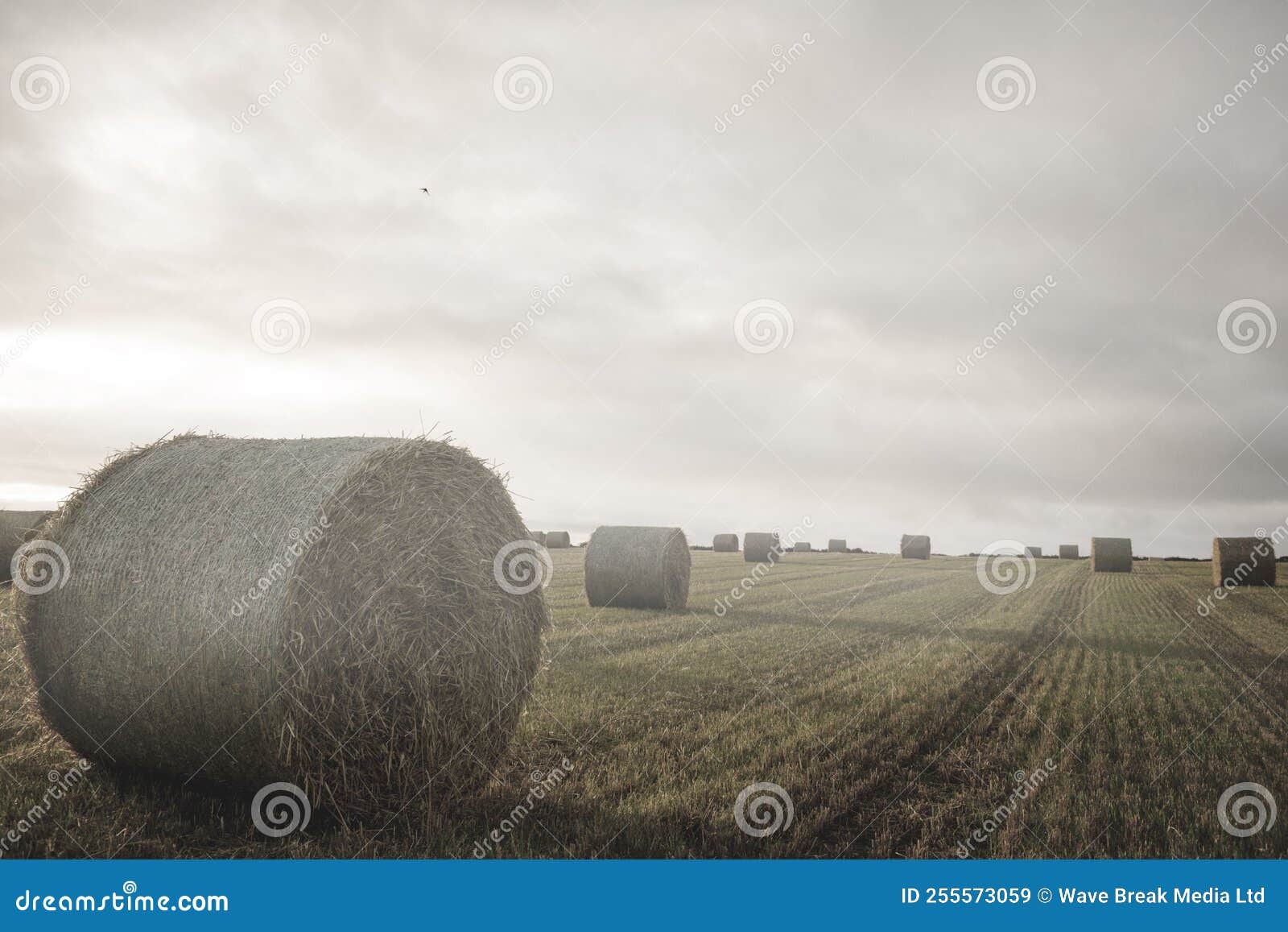 Landscape with Bales of Straw Stock Image Image of computer, digital