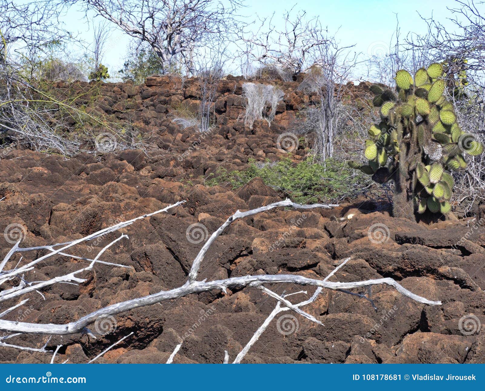 the landscape on the baltra island is made up of lava stones, galapagos, ecuador